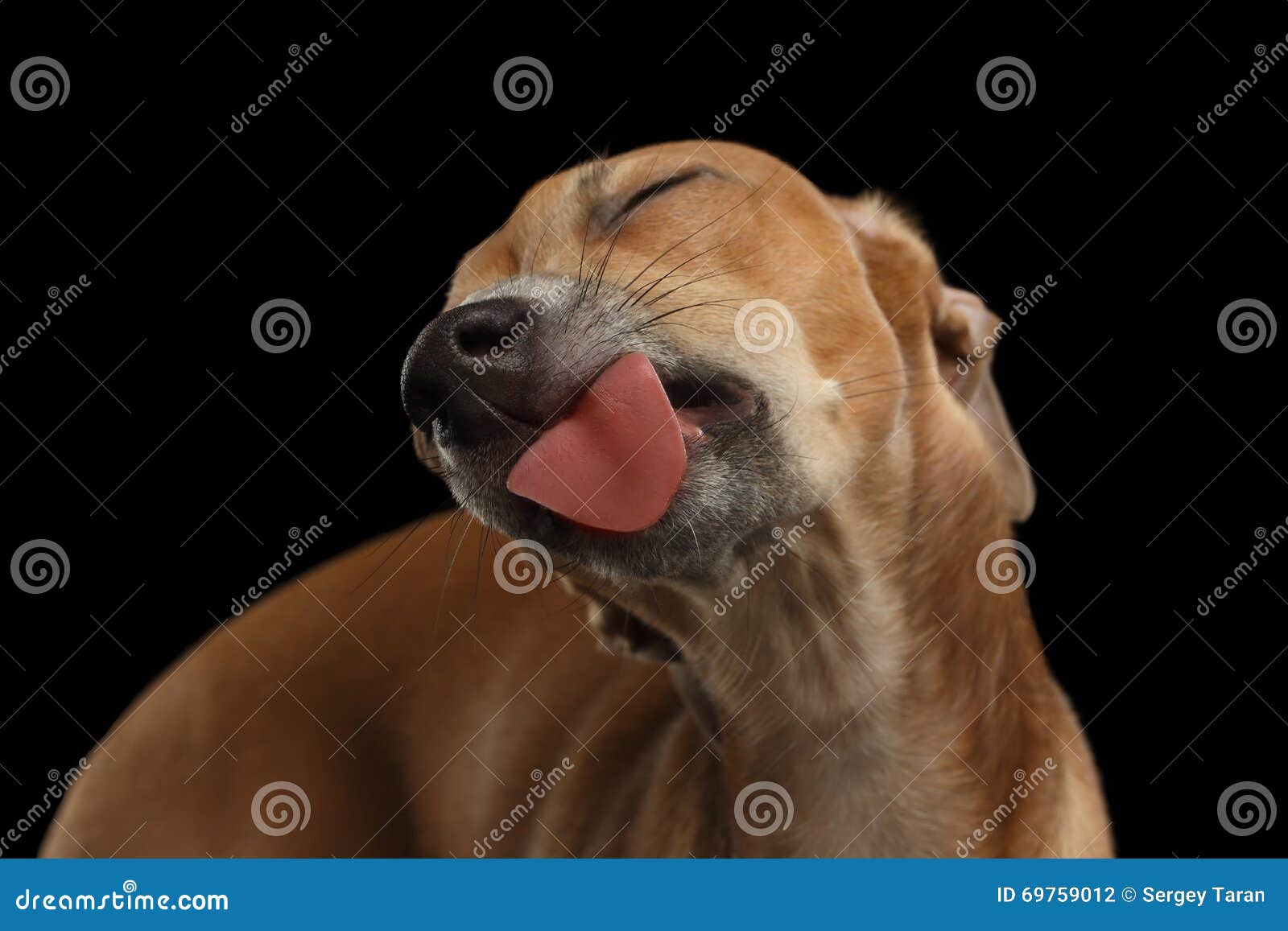 closeup cute italian greyhound dog licked with pleasure  black