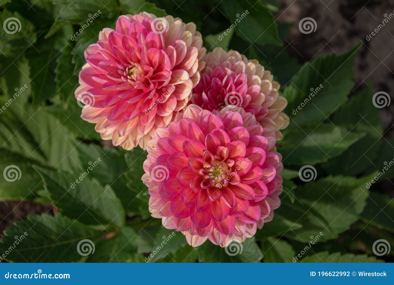 closeup of dahlia melody pink allegro flowers