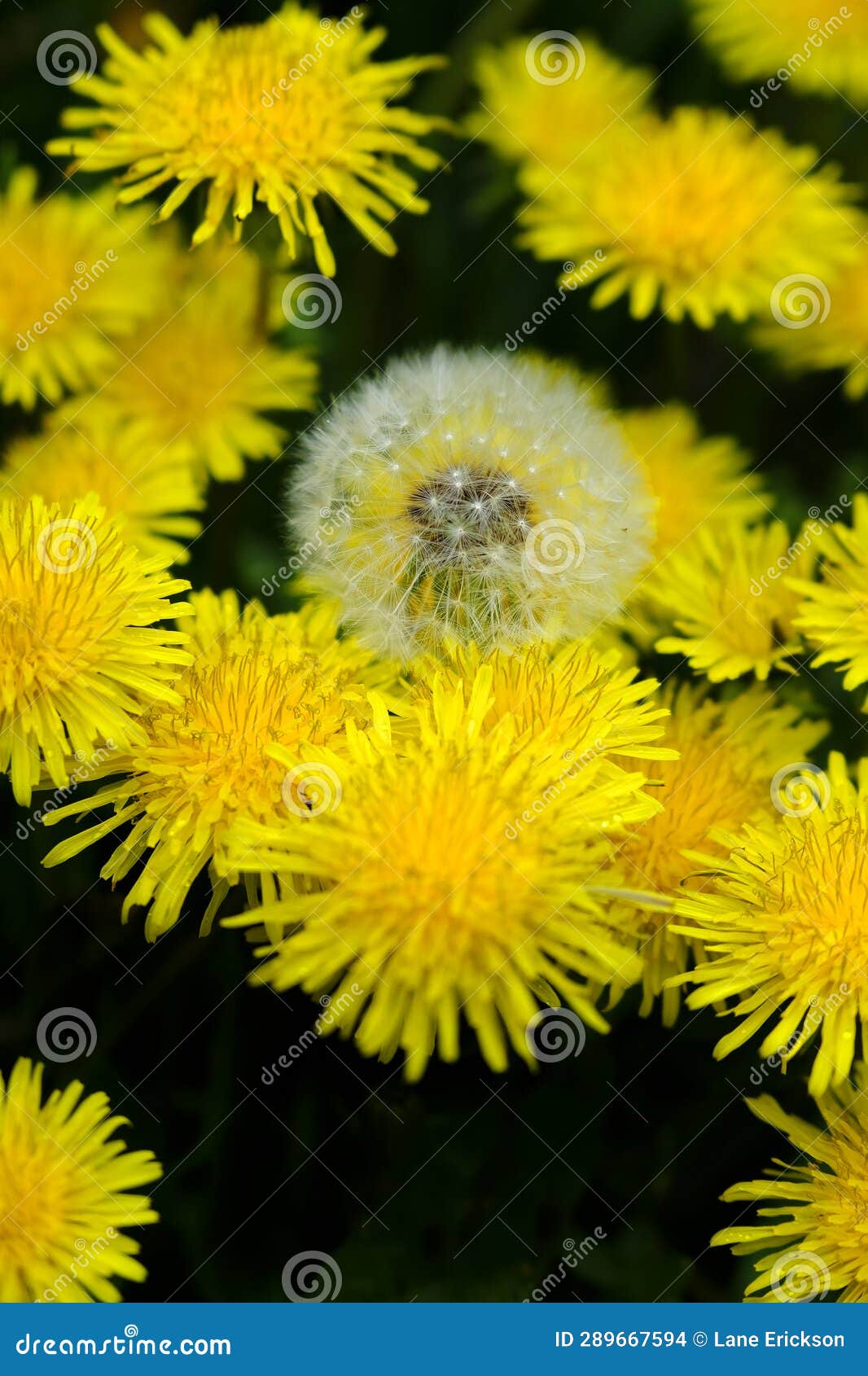 12+ Thousand Common Dandelion Flowers Royalty-Free Images, Stock Photos &  Pictures