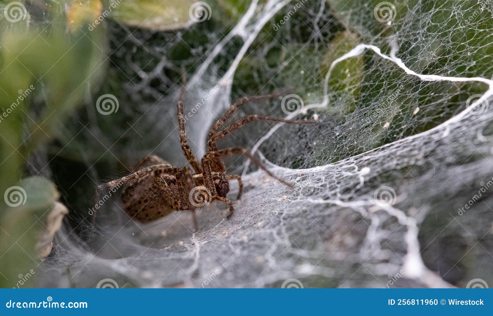 Closeup of a Dangerous Spider Climbing the  Outdoors Stock Photo