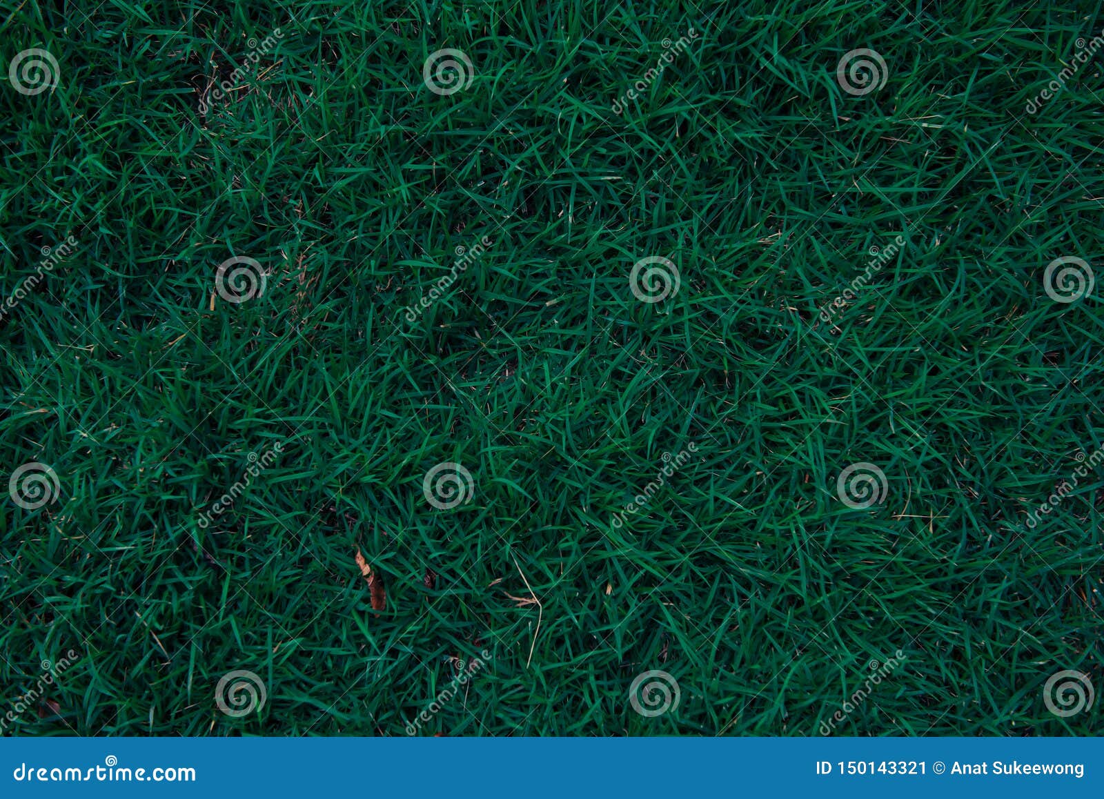 Closeup Dark Green Grass Texture Stock Image Image of surface, leaf