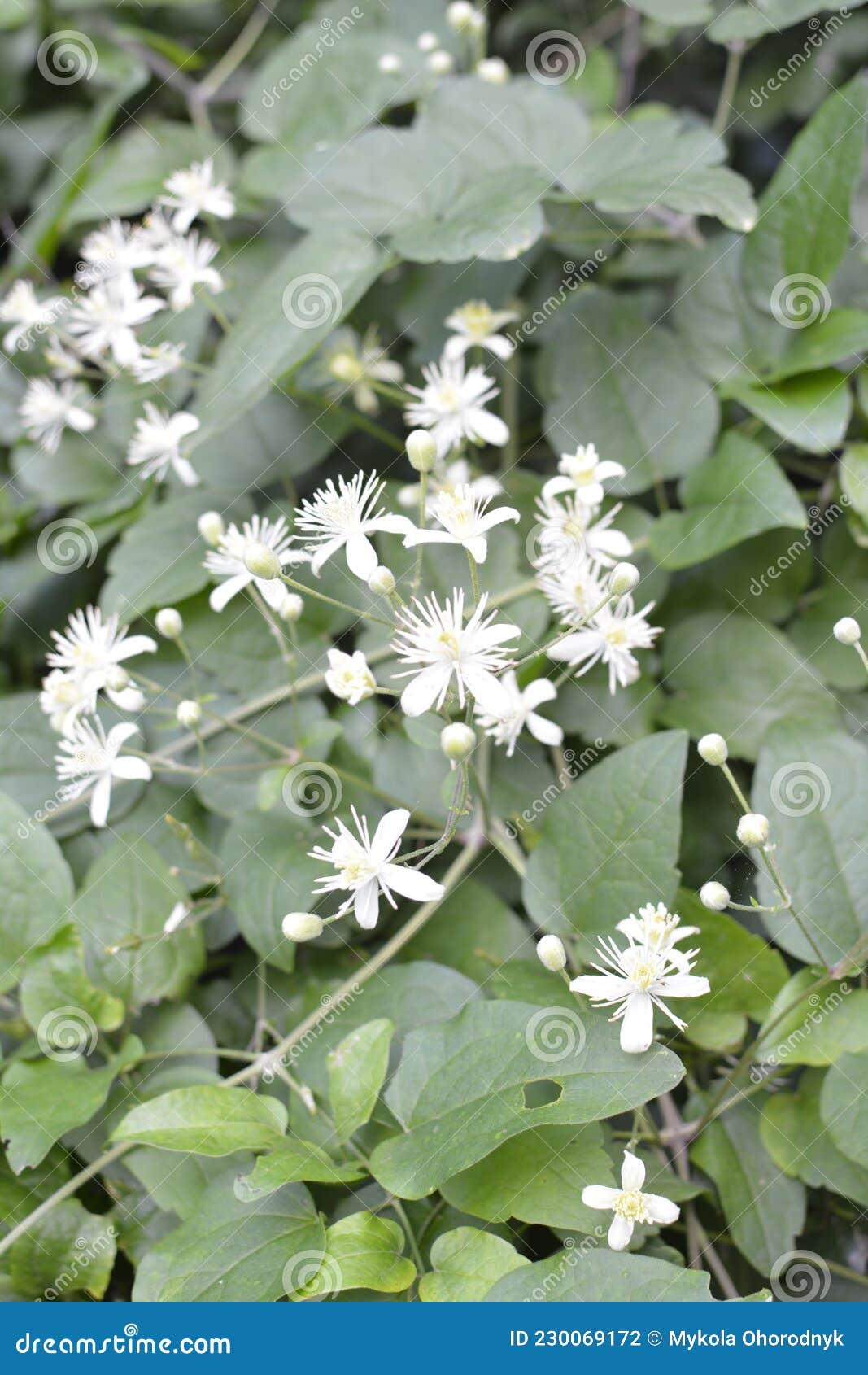 Closeup De Clematis Vitalba Plante Fleurs Blanches De Clematis Clematis  Vitalba Sauvage Floraison Photo stock - Image du clamberer, stationnement:  230069172