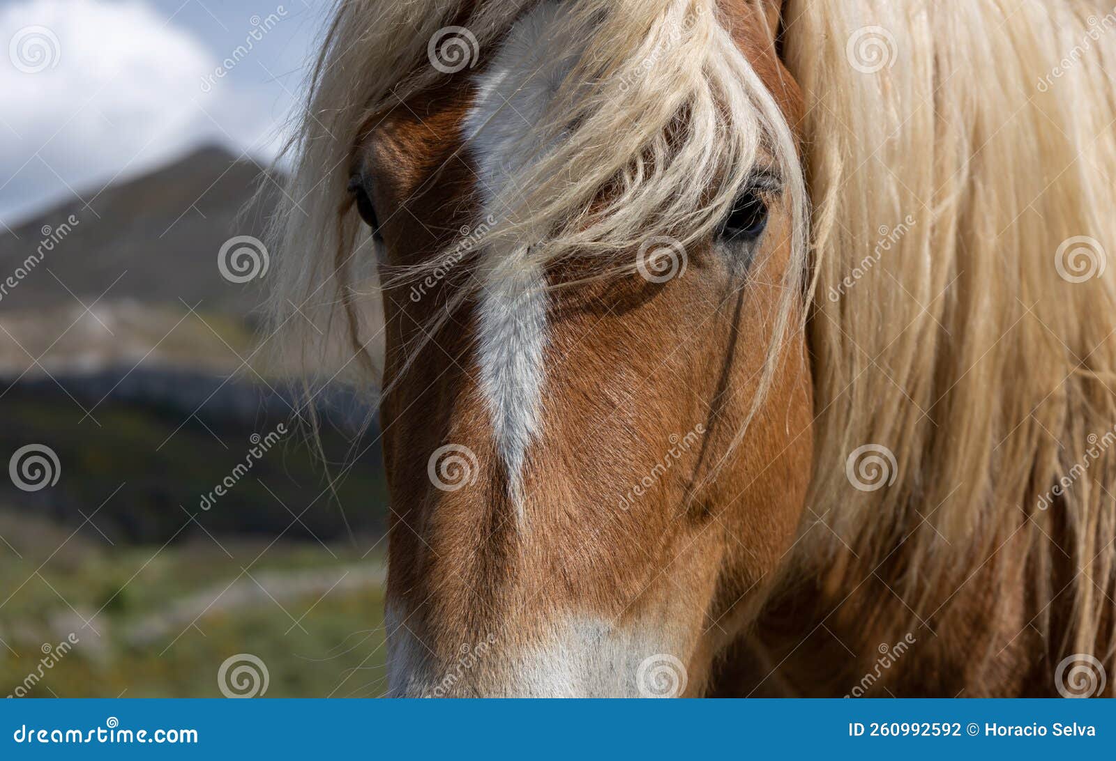 La Tête D'un Cheval Brun Broutant Sur Un Pré Vert