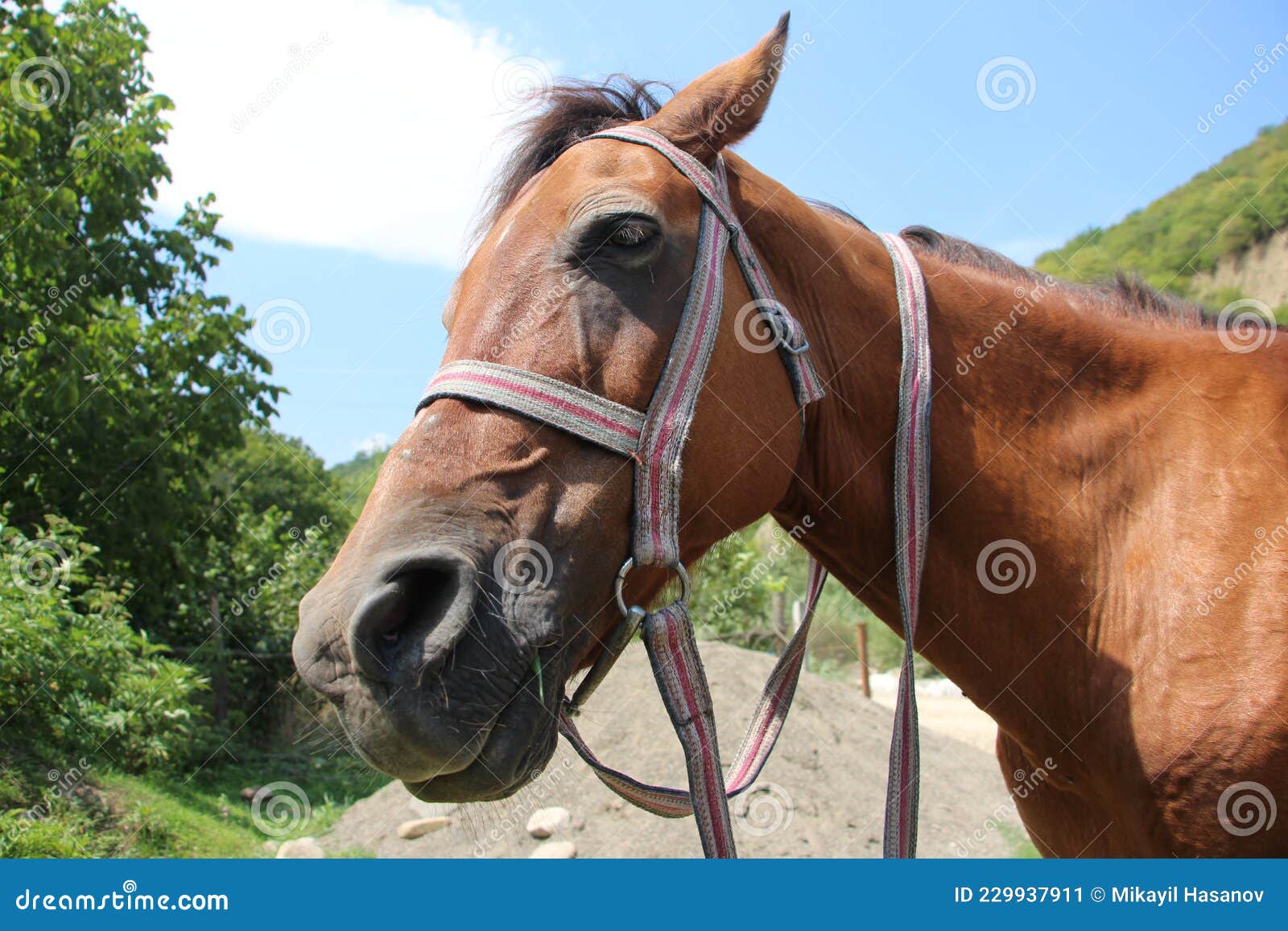 Closeup De La Tête D'un Jeune Cheval Dans Le Fond De La Nature Image stock  - Image du nature, chevaux: 229937911