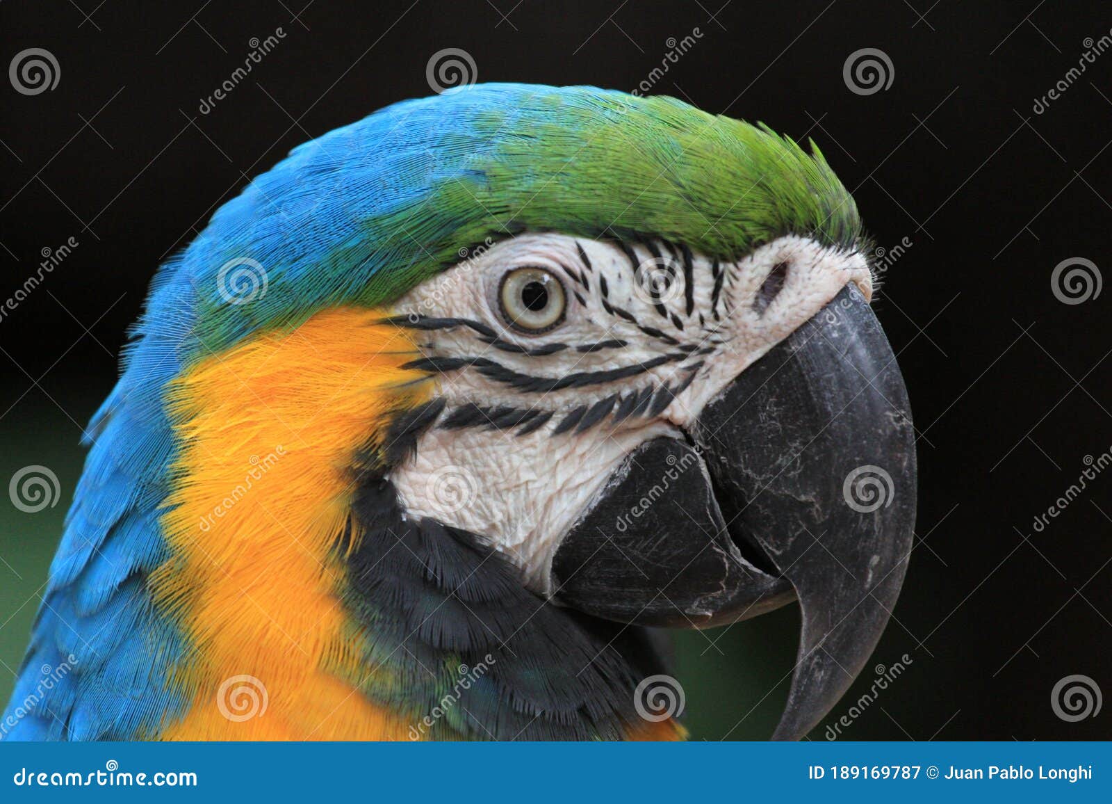 closeup de un guacamayo - foz do iguazu - brasil