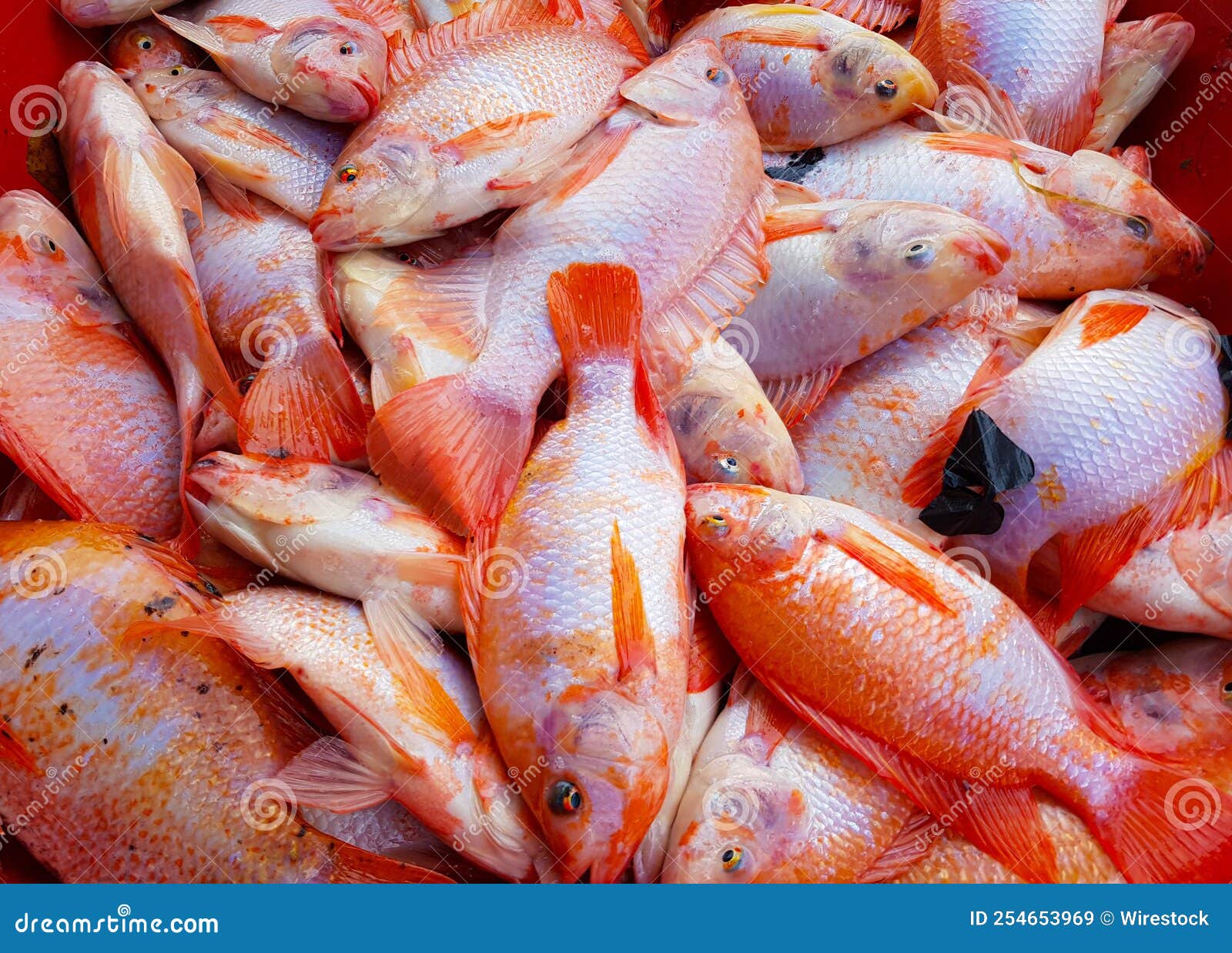Closeup of Delicious Red Tilapia Fish in a Market Stock Image Image