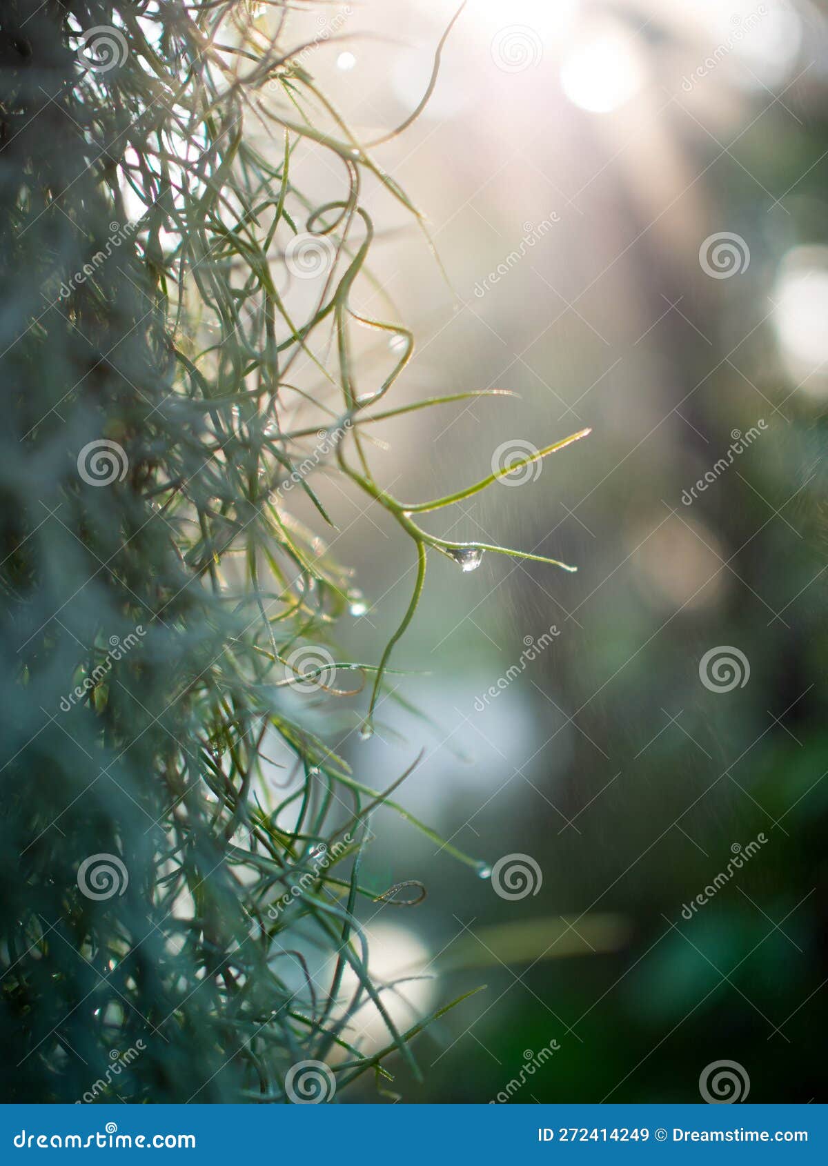 Closeup Dense Roots of Spanish Moss Cover a Piece of Rain Drops