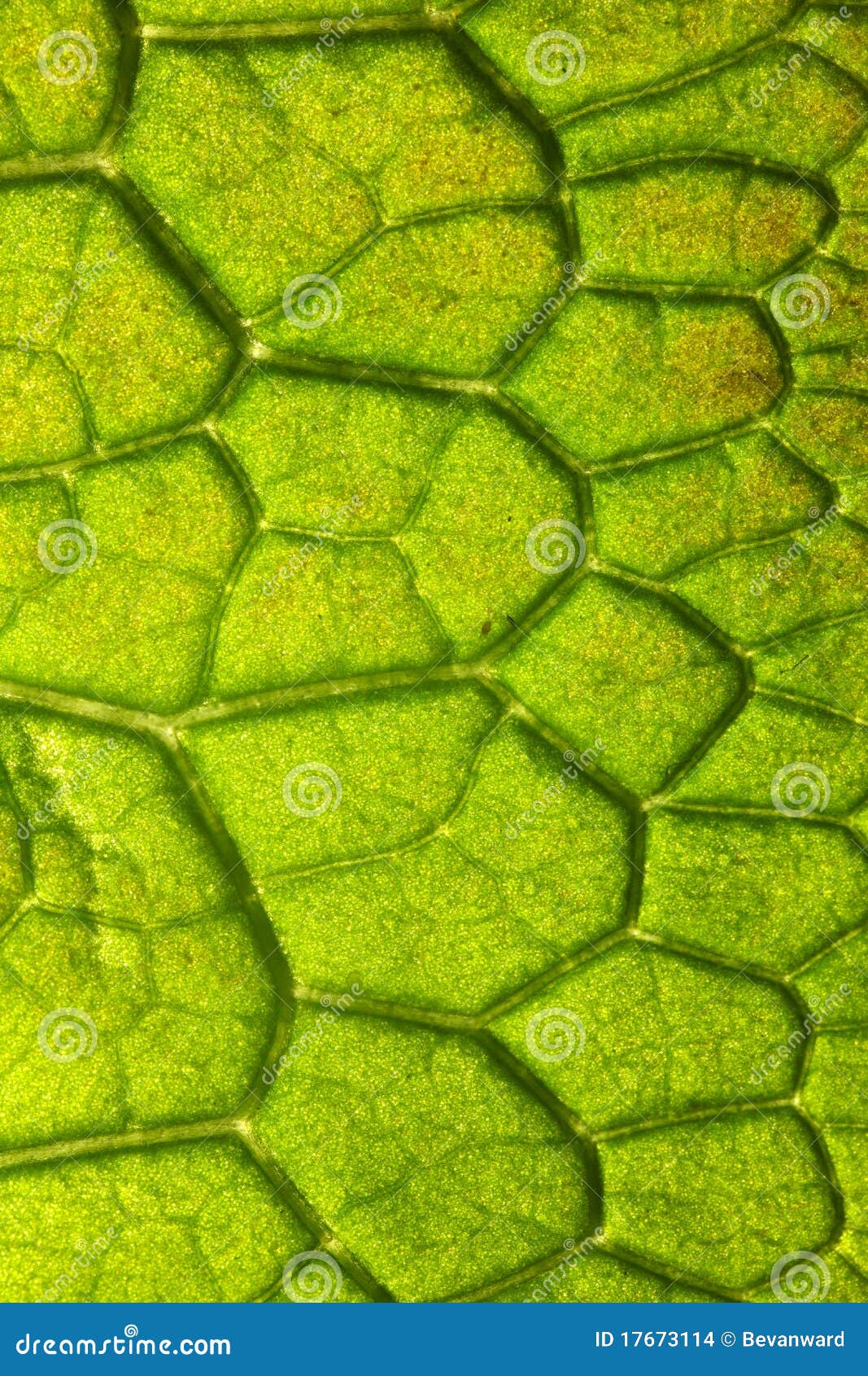 closeup detail of leaf
