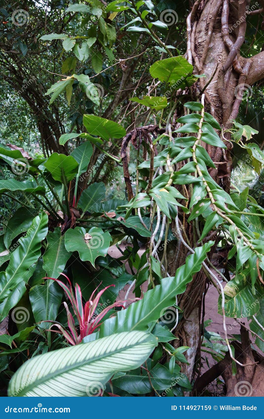 Diverse Array of Plants in Tropical Jungle Forest Stock Image - Image ...