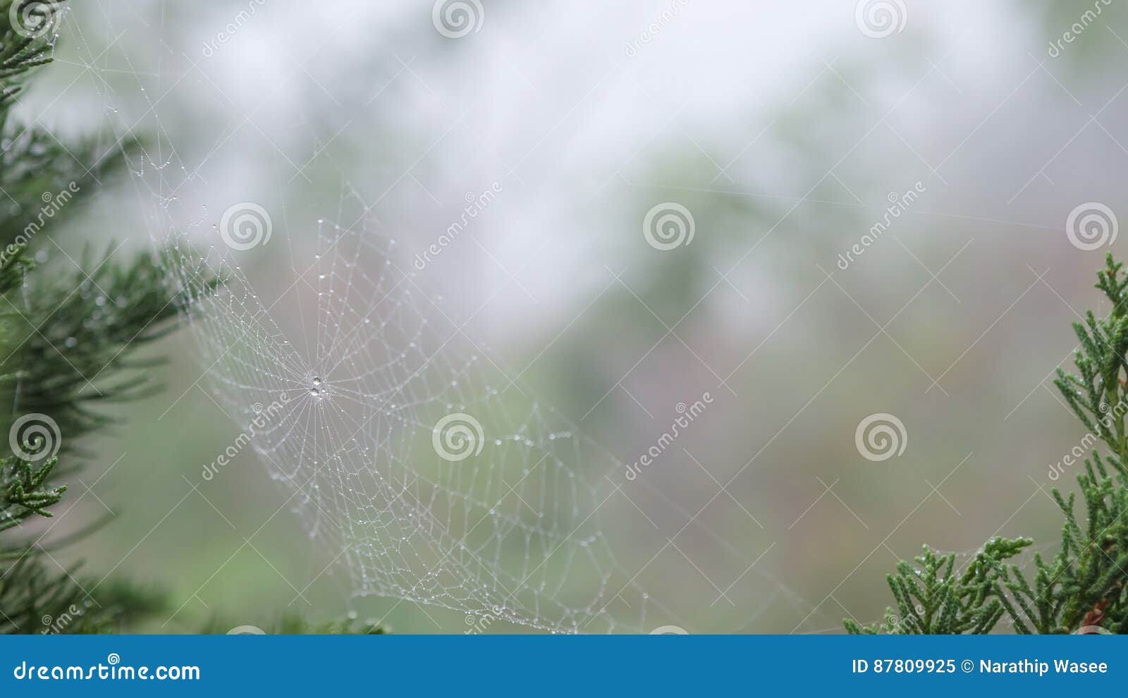 Closeup Dew Drop on Spider`s Web Stock Image - Image of spider, white ...