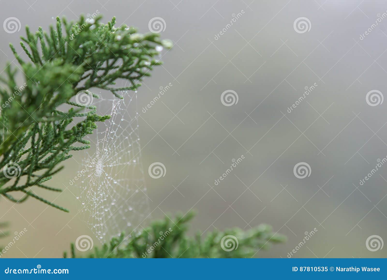 Closeup Dew Drop on Spider`s Web Stock Image - Image of morning ...