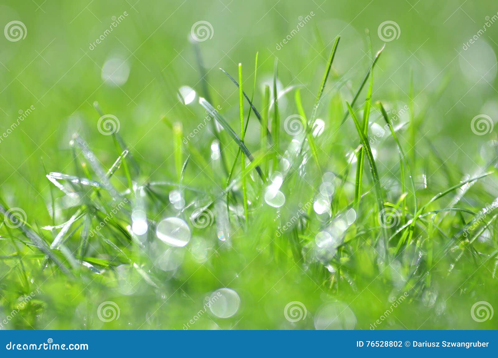 closeup of dewed grass with bokeh