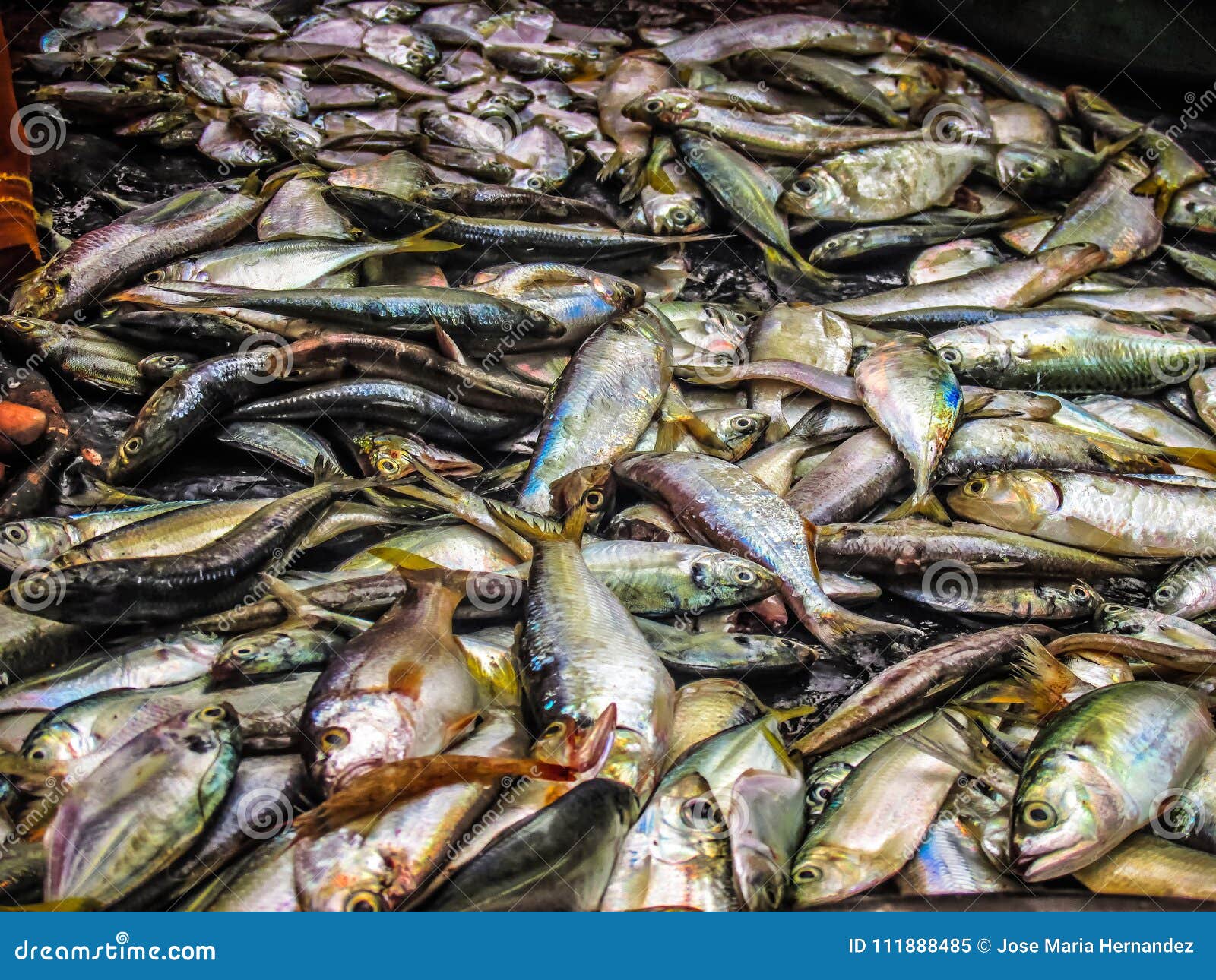 Fishes in a market stock image. Image of healthy, cooking - 111888485