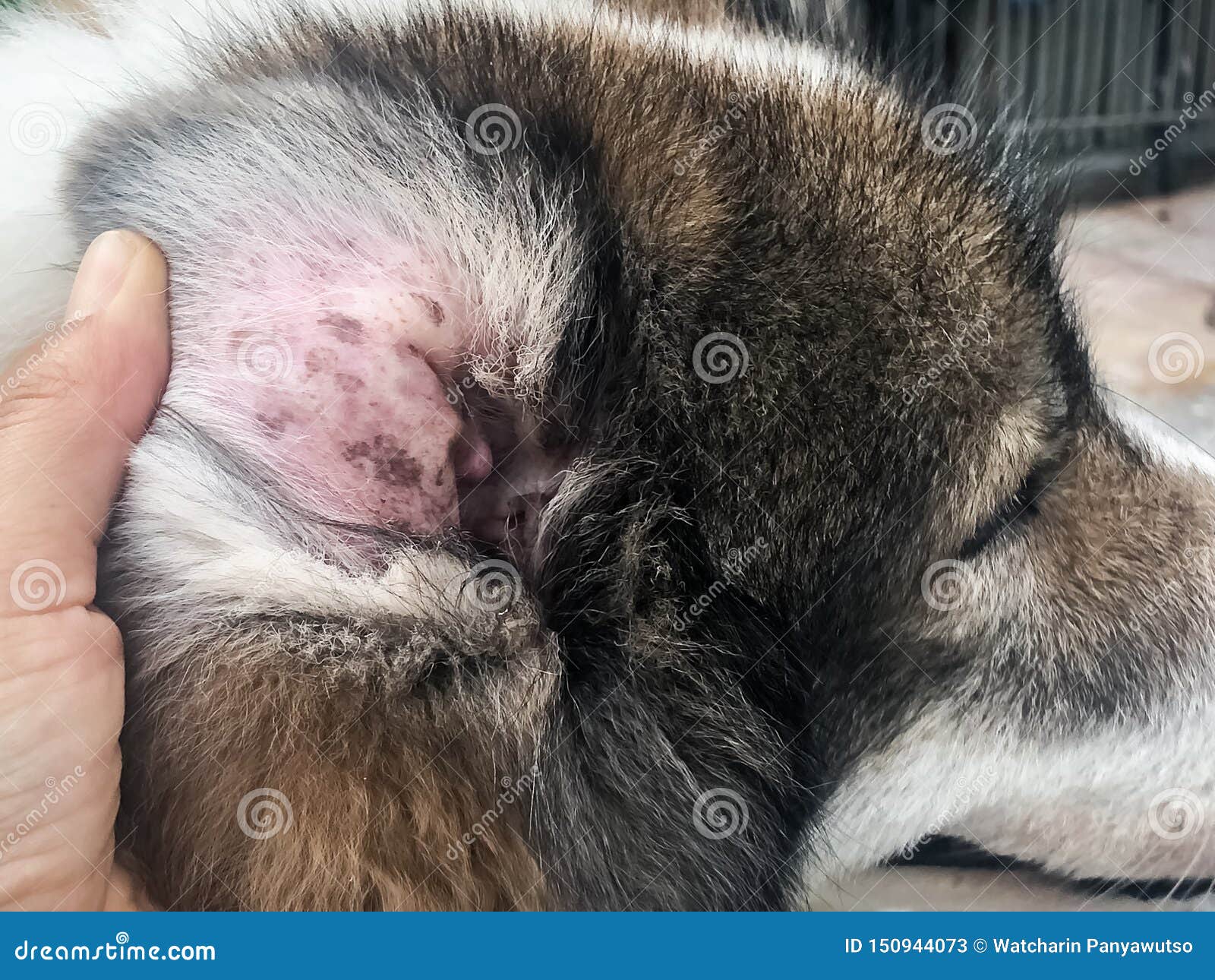 Closeup the Dig Ear Problem Form the Melassesia Dermatitis,show the Disease on Dog Ear, Stock