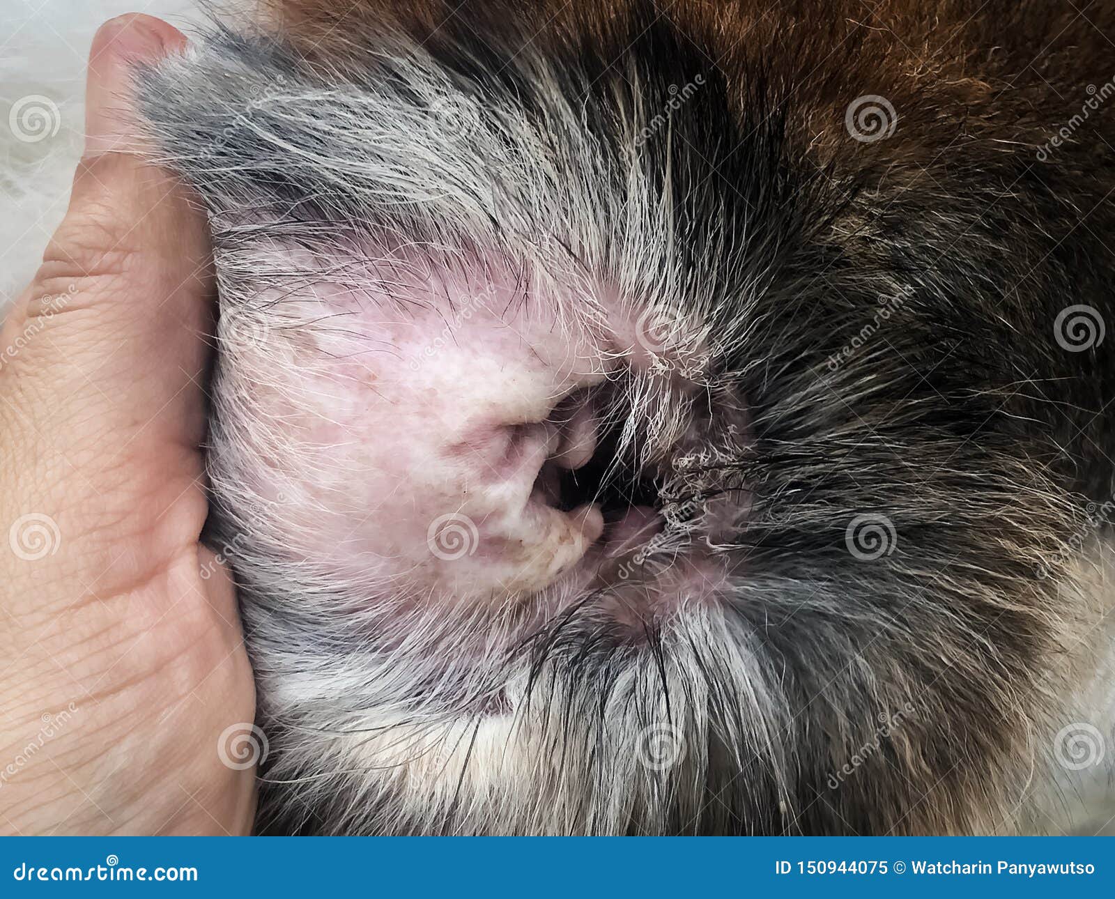 Closeup the Dig Ear Problem Form the Melassesia Dermatitis,show the