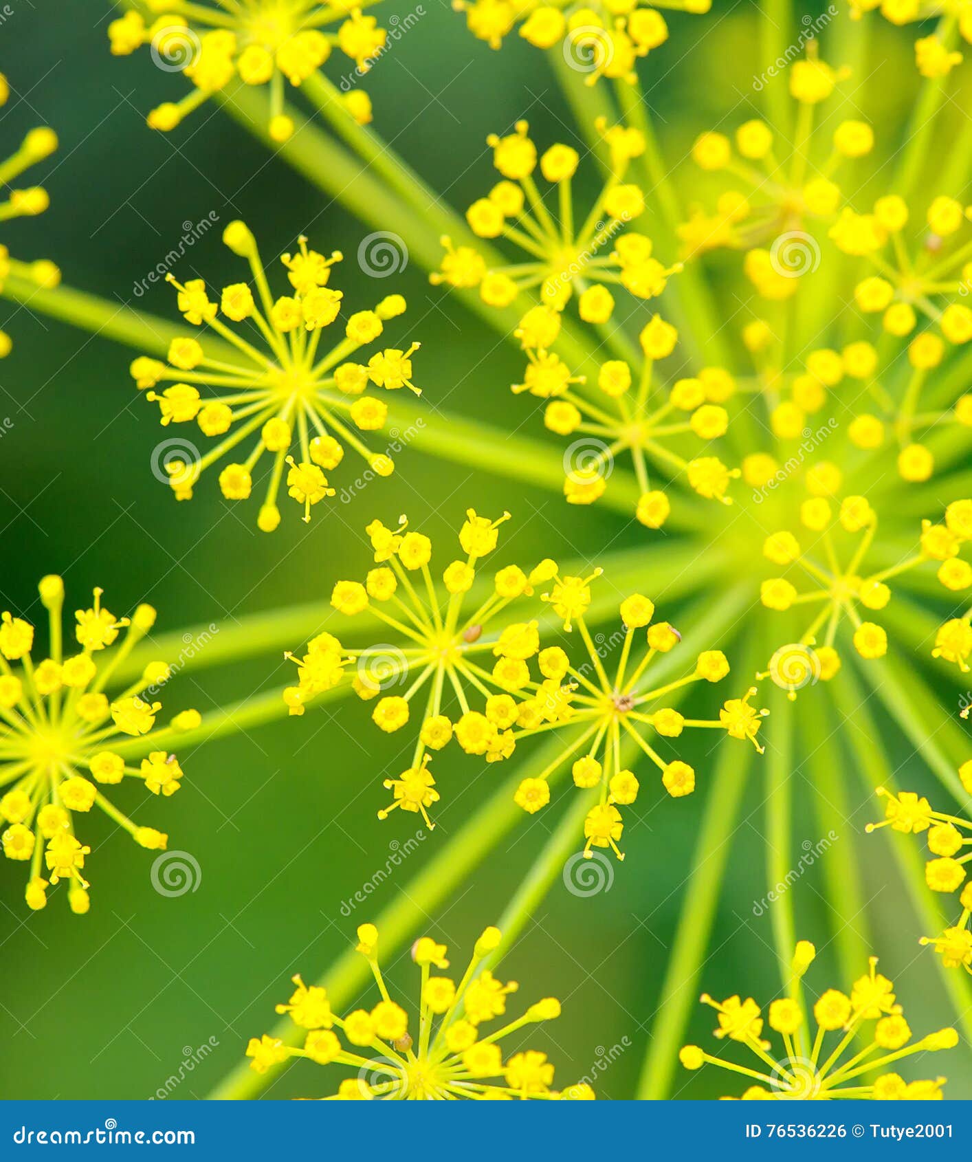 Closeup of Dill (Fennel) Flower Stock Photo Image of herbal, herbs