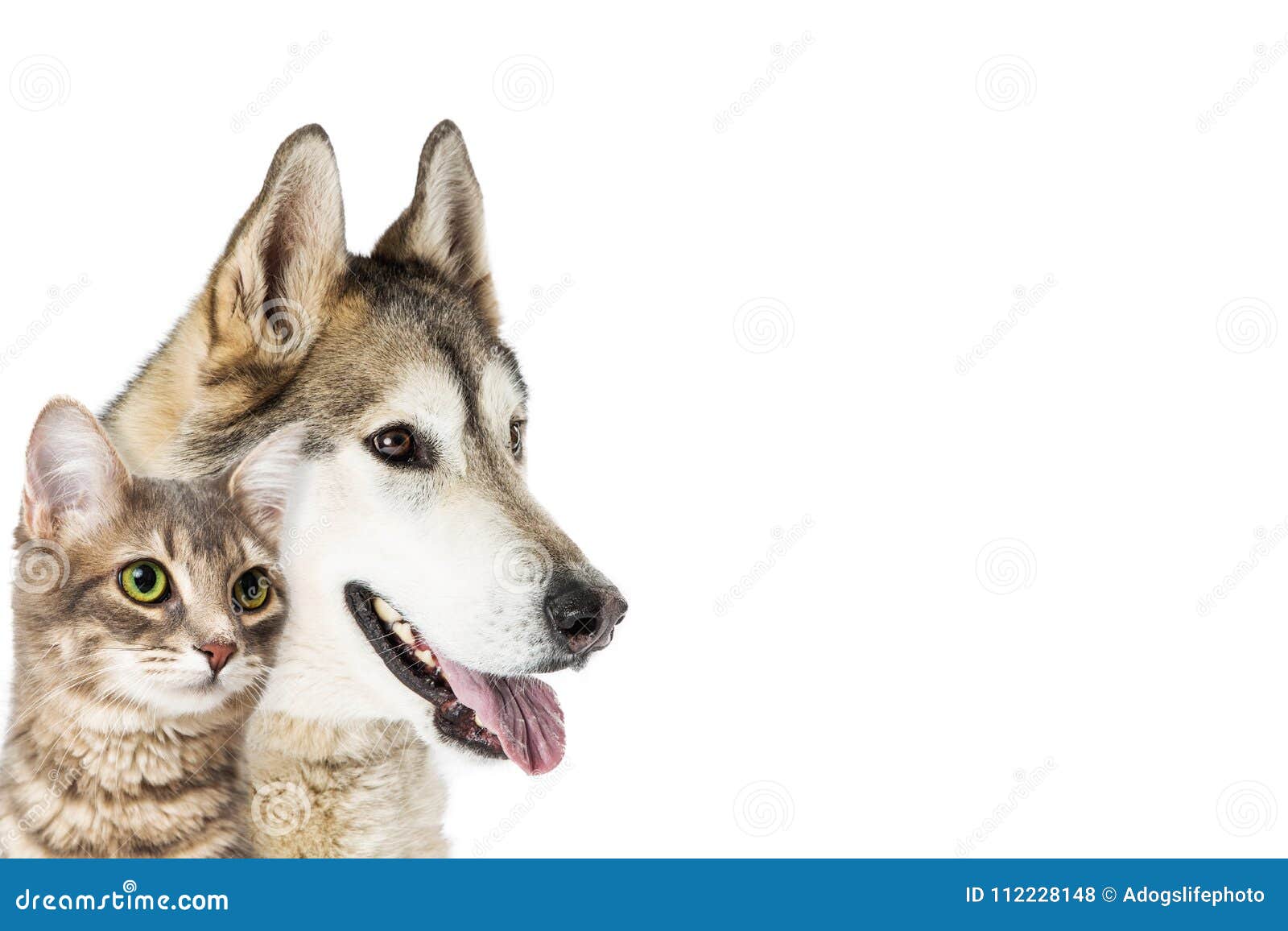 Closeup Dog And Cat Looking Into Copy Space Stock Photo Image Of Breed Canine 112228148