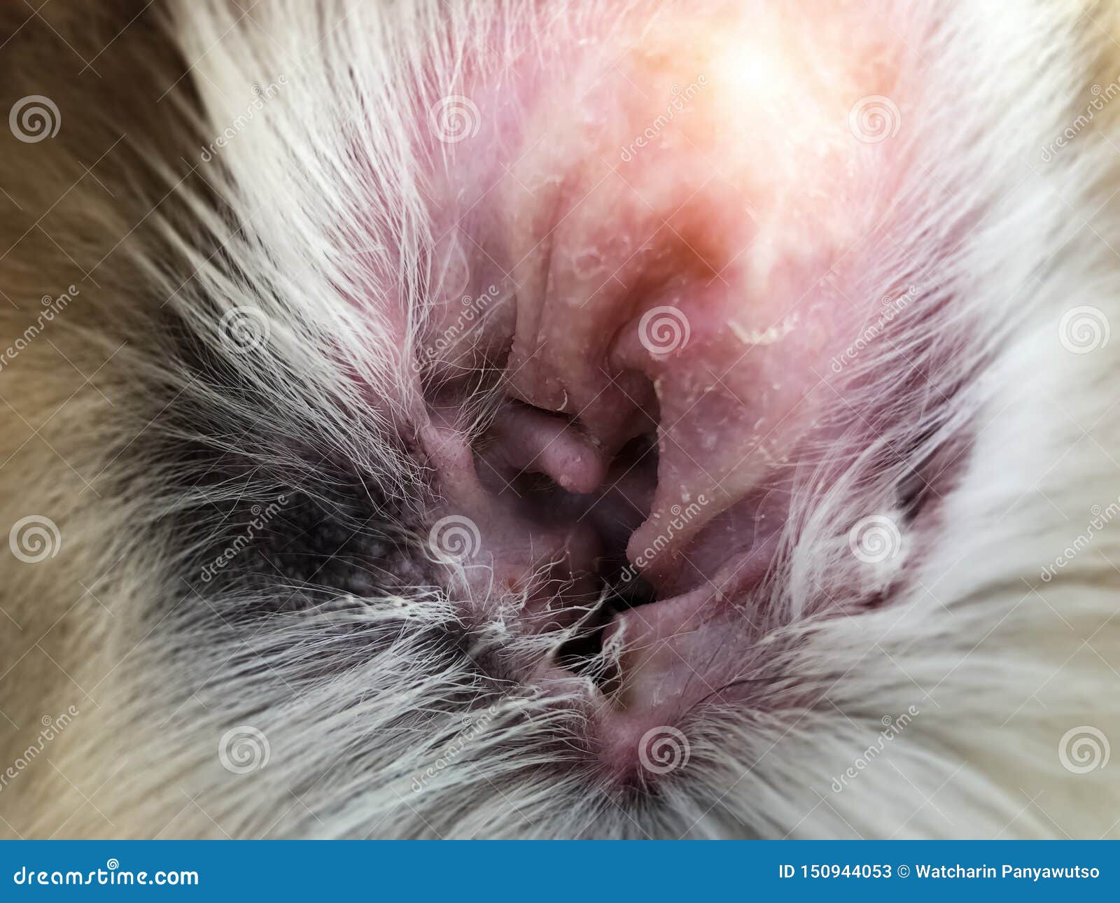 Closeup Dog Ear Problemshow The Secondary Skin Infections In Dogs With