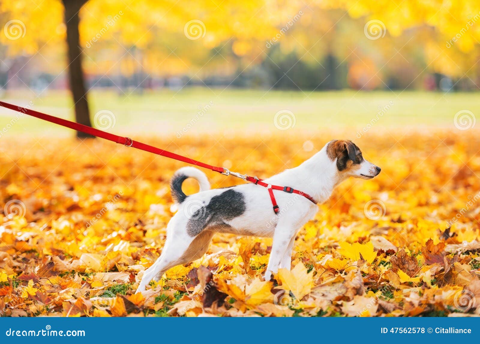 Closeup on Dog on Leash Outdoors Stock Photo Image of outdoors, leash