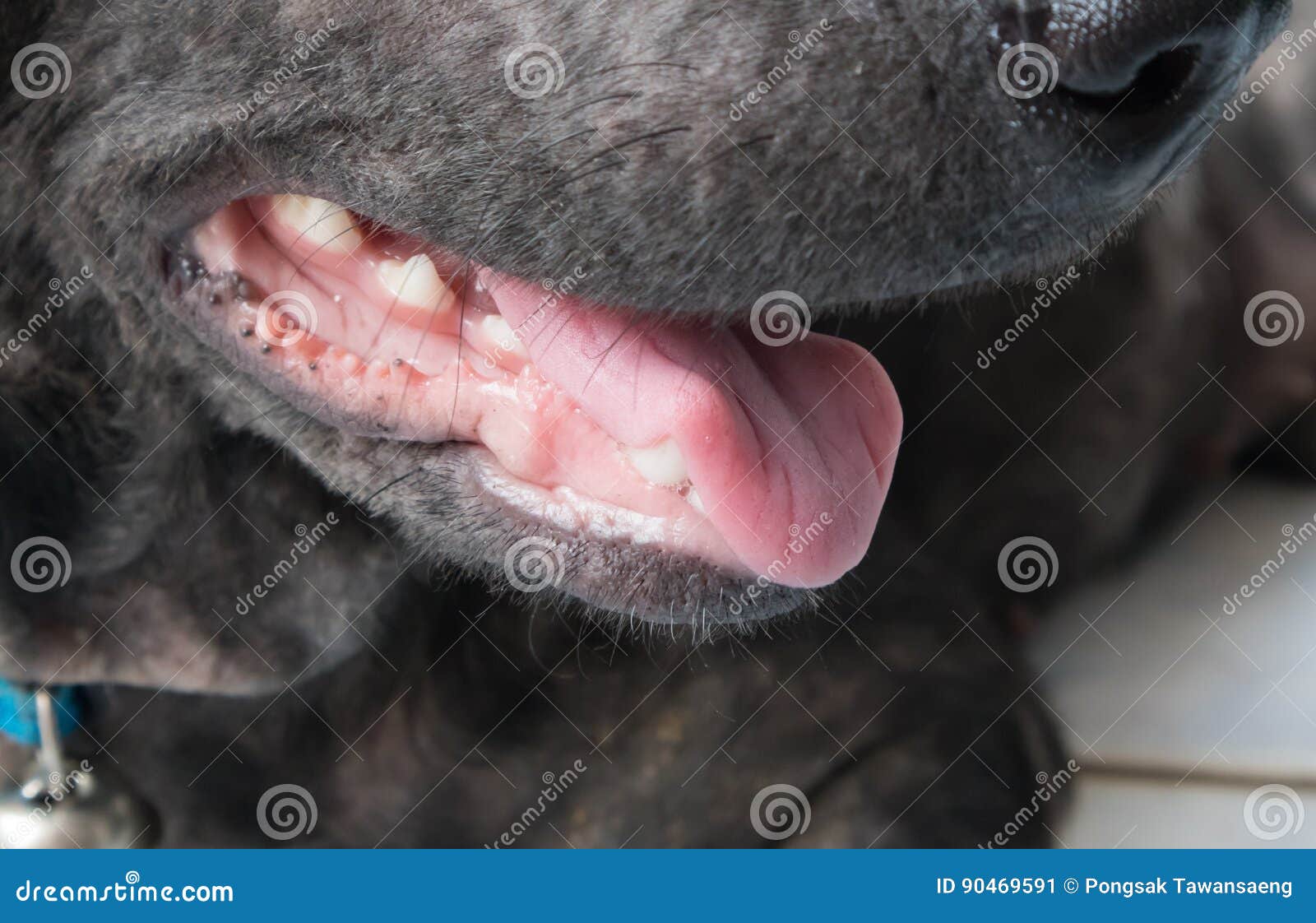 Closeup Dog Open Mouth with Hot Temperature, Selective Focus Stock
