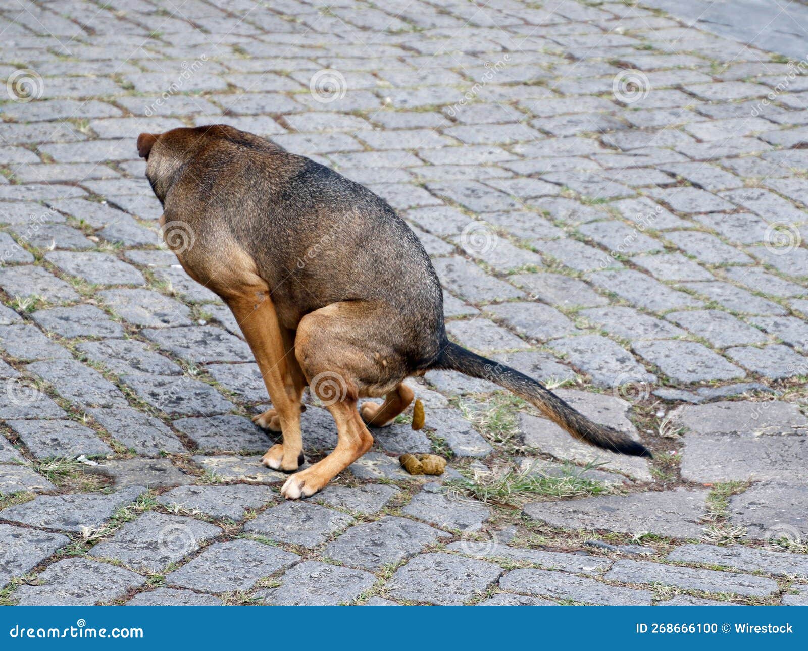 Closeup of a Dog Pooping Outdoors Stock Photo - Image of background ...