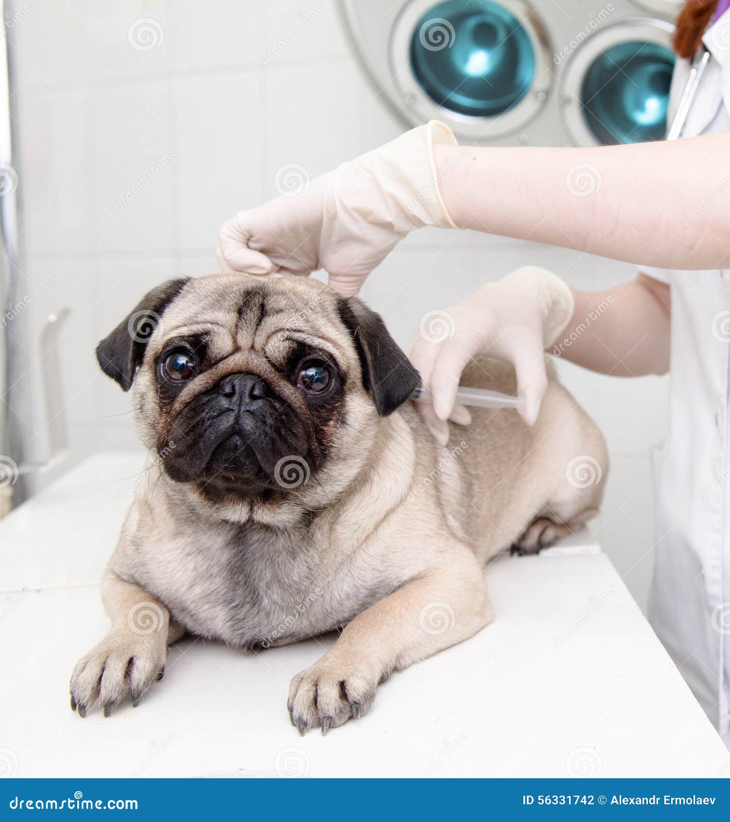 closeup dog receive the vaccine in a veterinary clinic