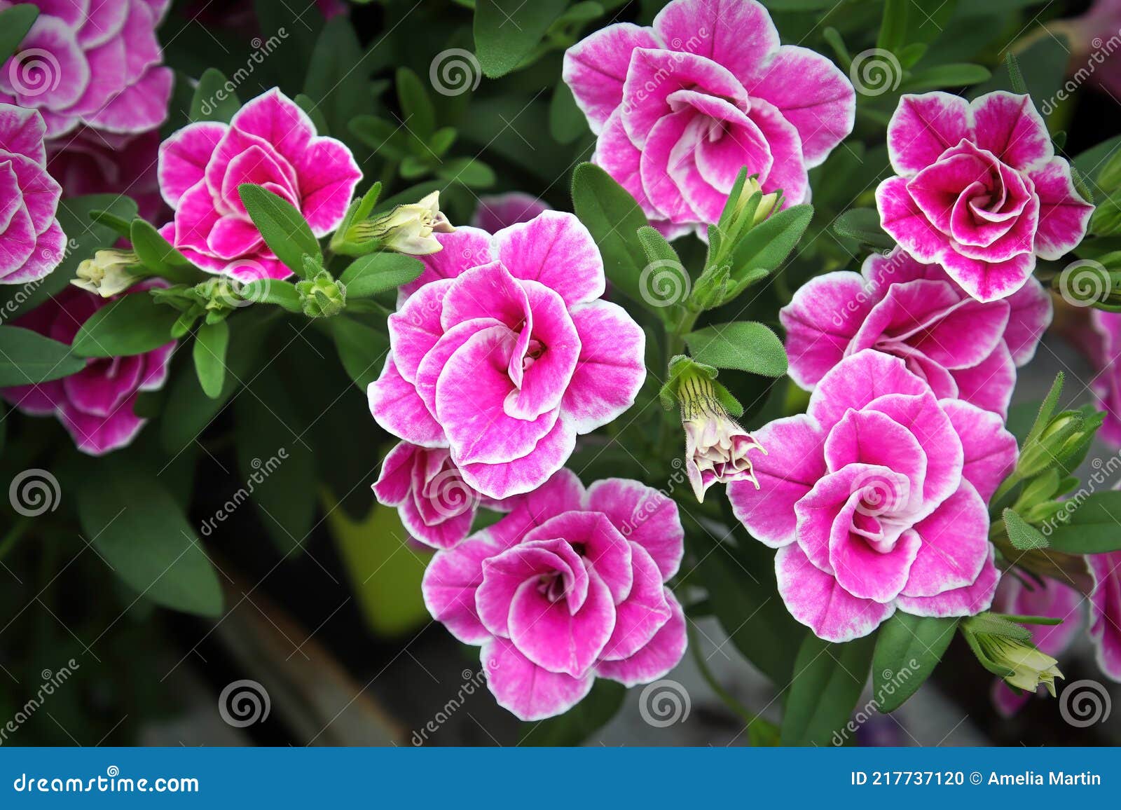 Closeup of Double Pink and White Million Bell Flowers Stock Photo