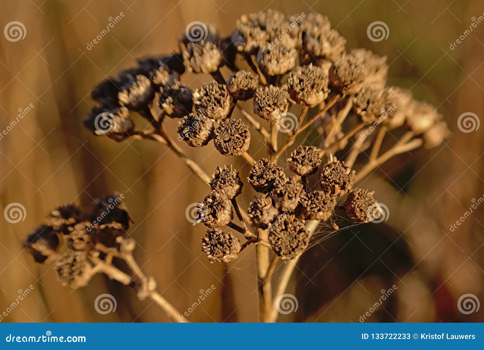 Close Up Of Dried Brown Tansy Flower Seedpods Tanacetum Vulgare Stock Image Image Of Botanical Botany 133722233