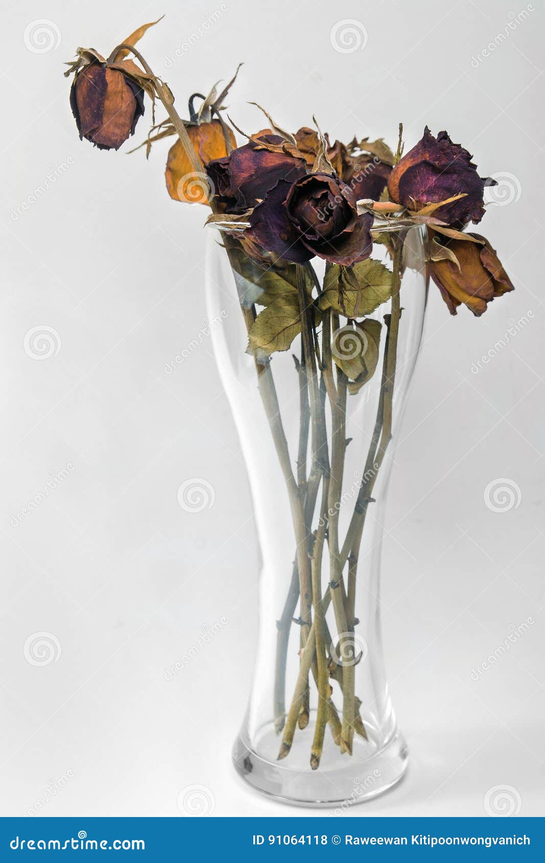 Closeup Dried Rose Flower Head in Vase Stock Photo Image of colorful