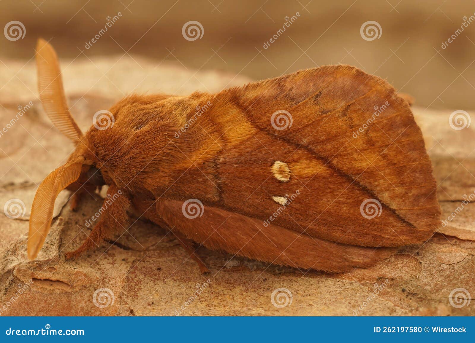 closeup of the drinker moth, euthrix potatoria