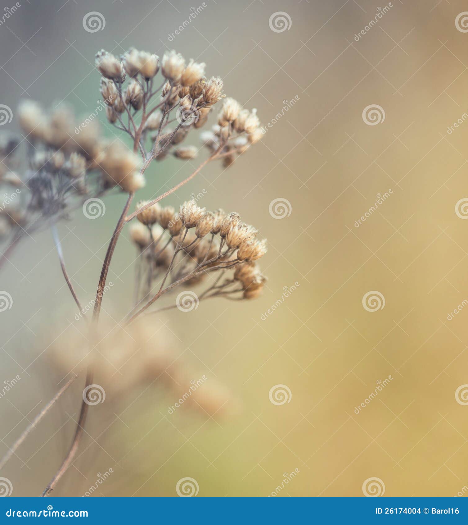 Closeup of Dry Meadow Flowers Stock Photo Image of meadow, selective