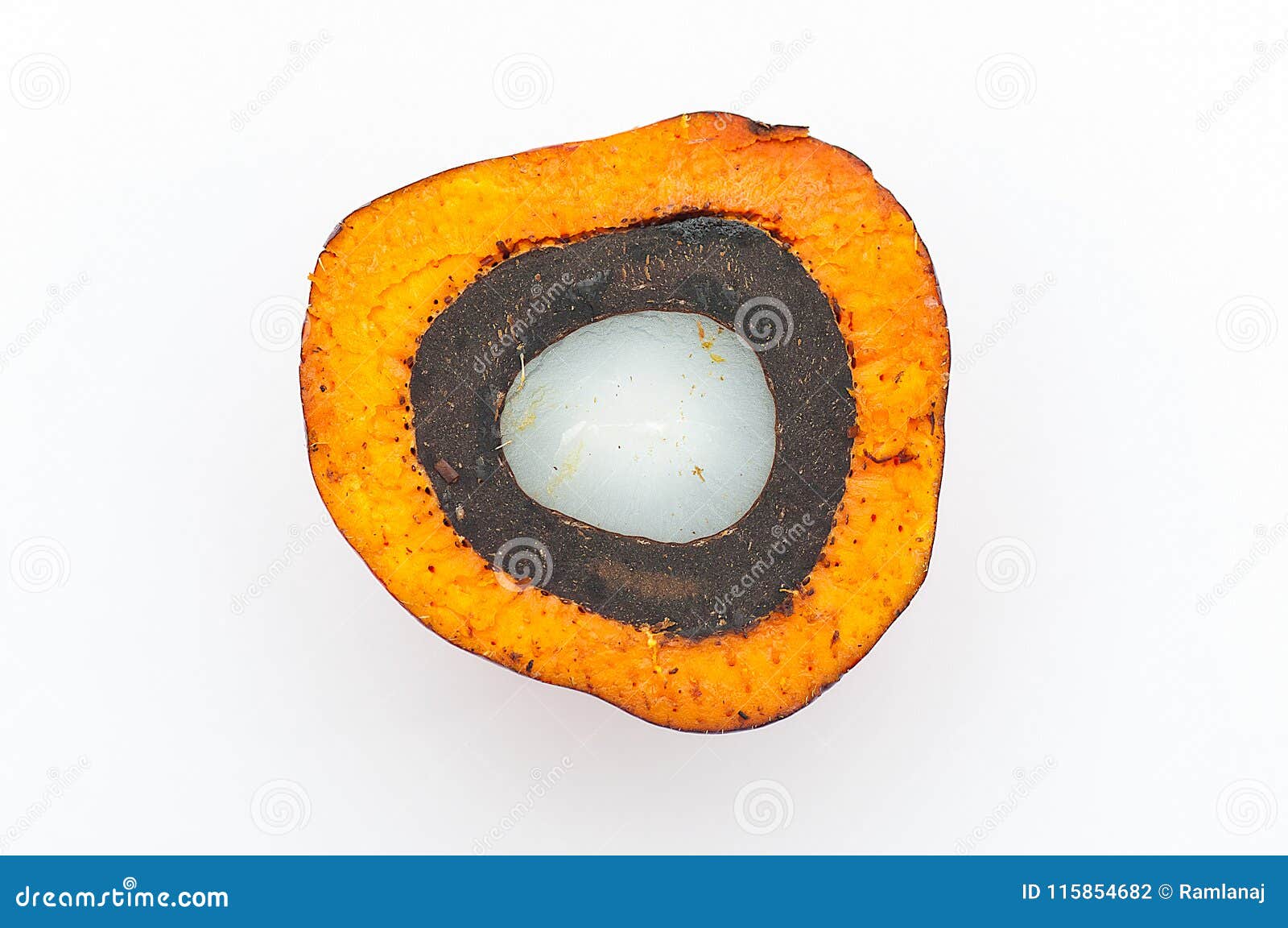 close up of cross section of palm oil dura fruits