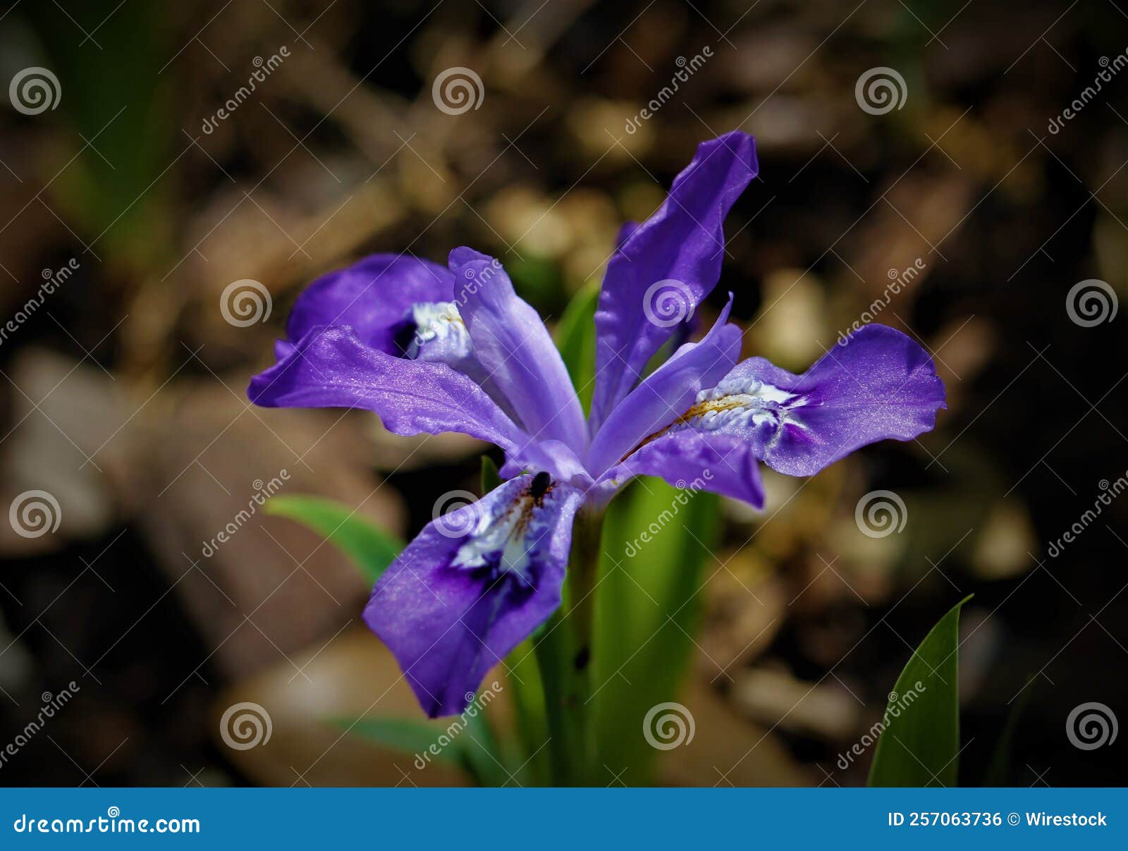 closeup of a dwarf crested iris (iris cristata) flower