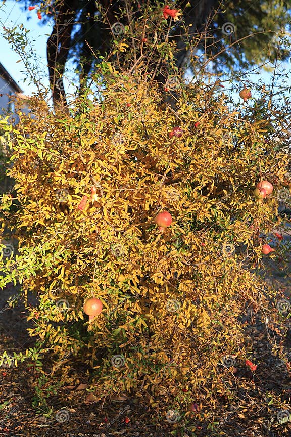 Dwarf pomegranate shrub with bright red fruits in late afternoon stock