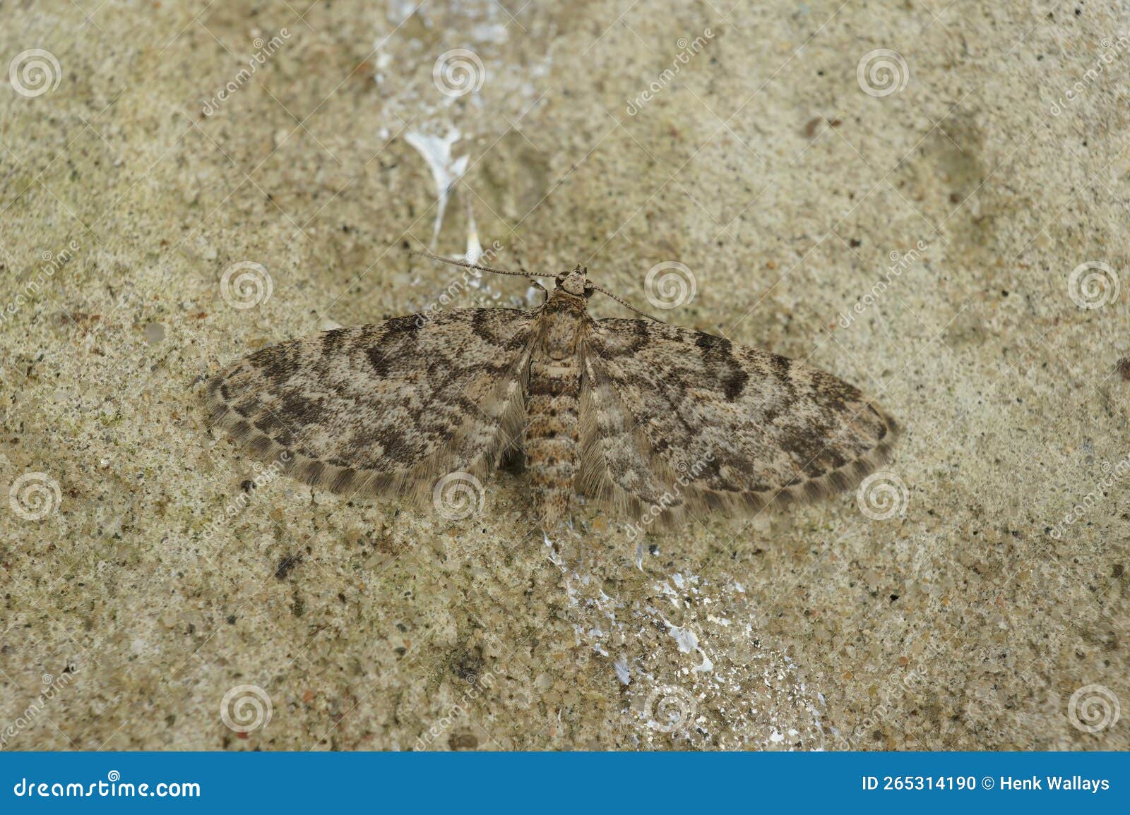 closeup on the dwarf pug geometer moth, eupithecia tantillaria, with spread wings on a stone