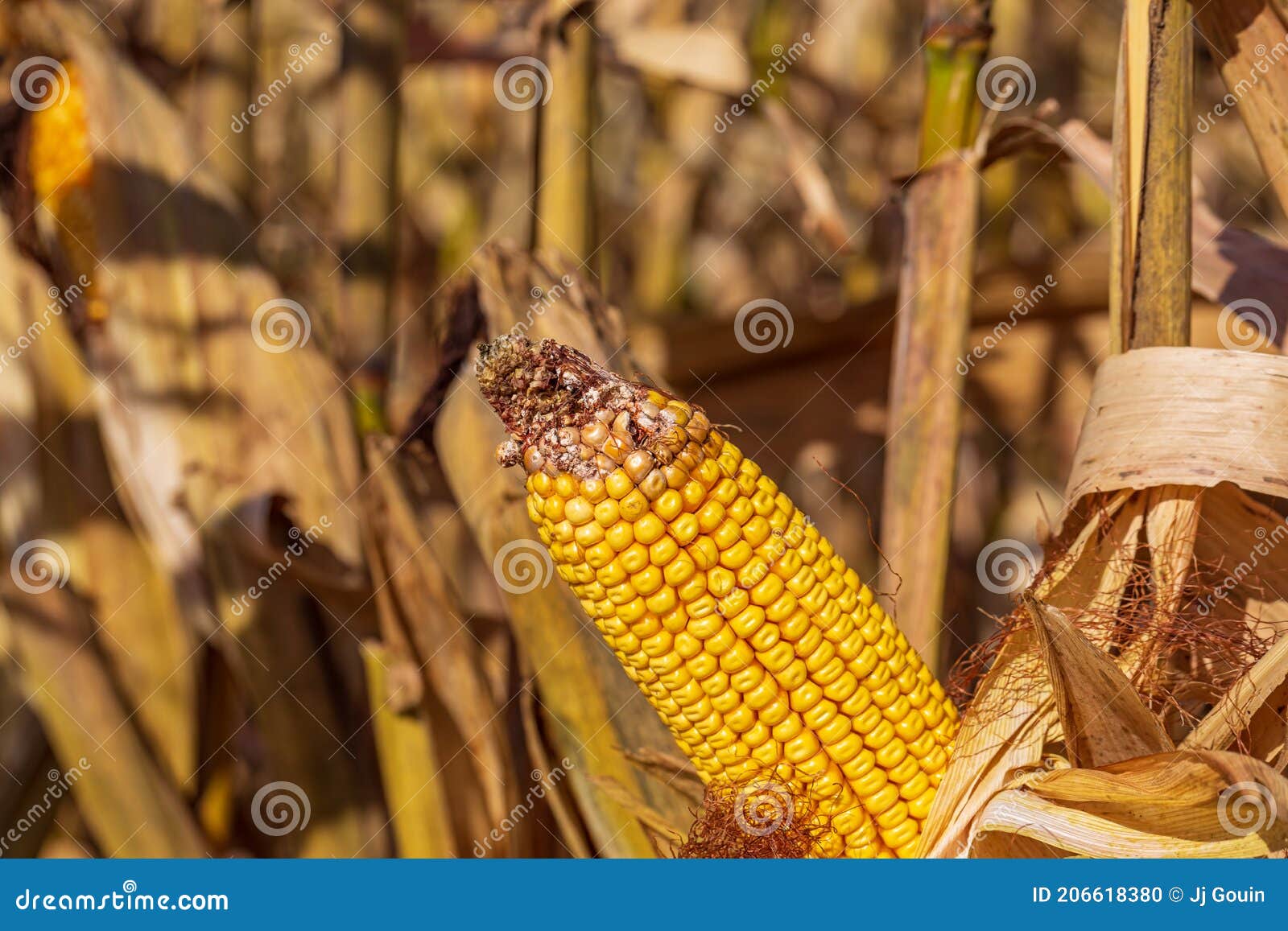 Closeup of Ear of Corn on Cornstalk with Missing Kernels and Damage on