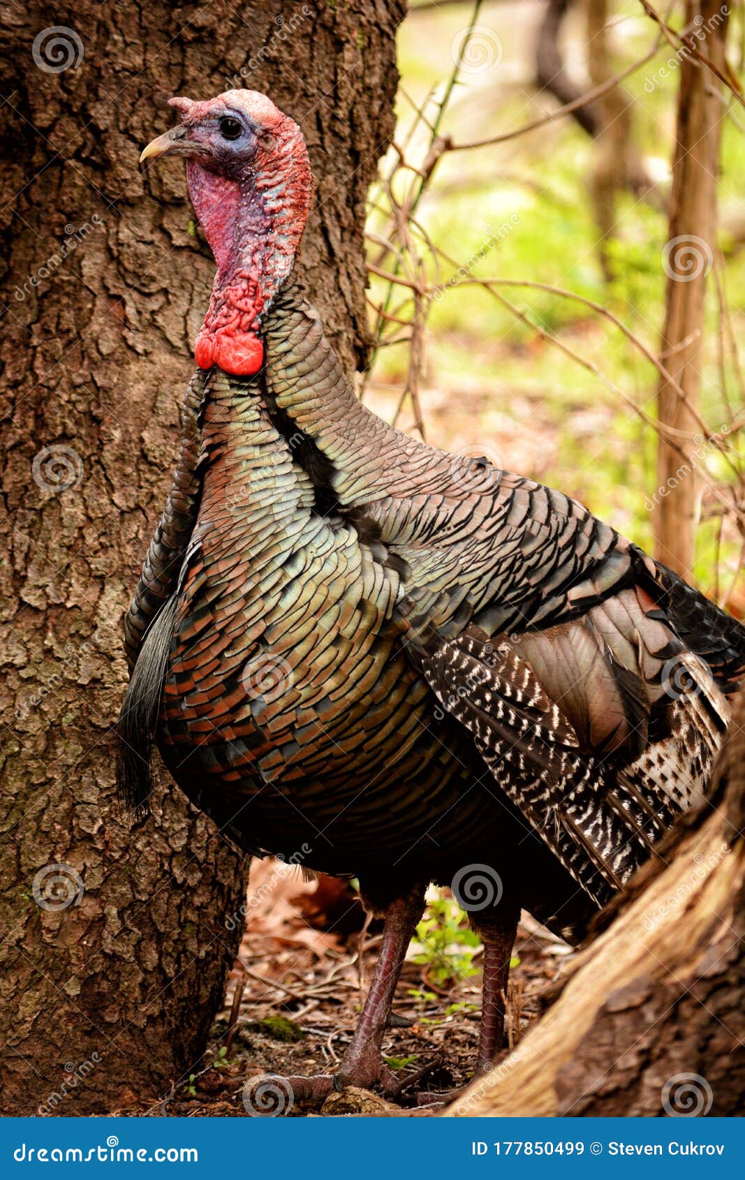 Closeup Of An Eastern Wild Turkey In A Forested Area Stock Image