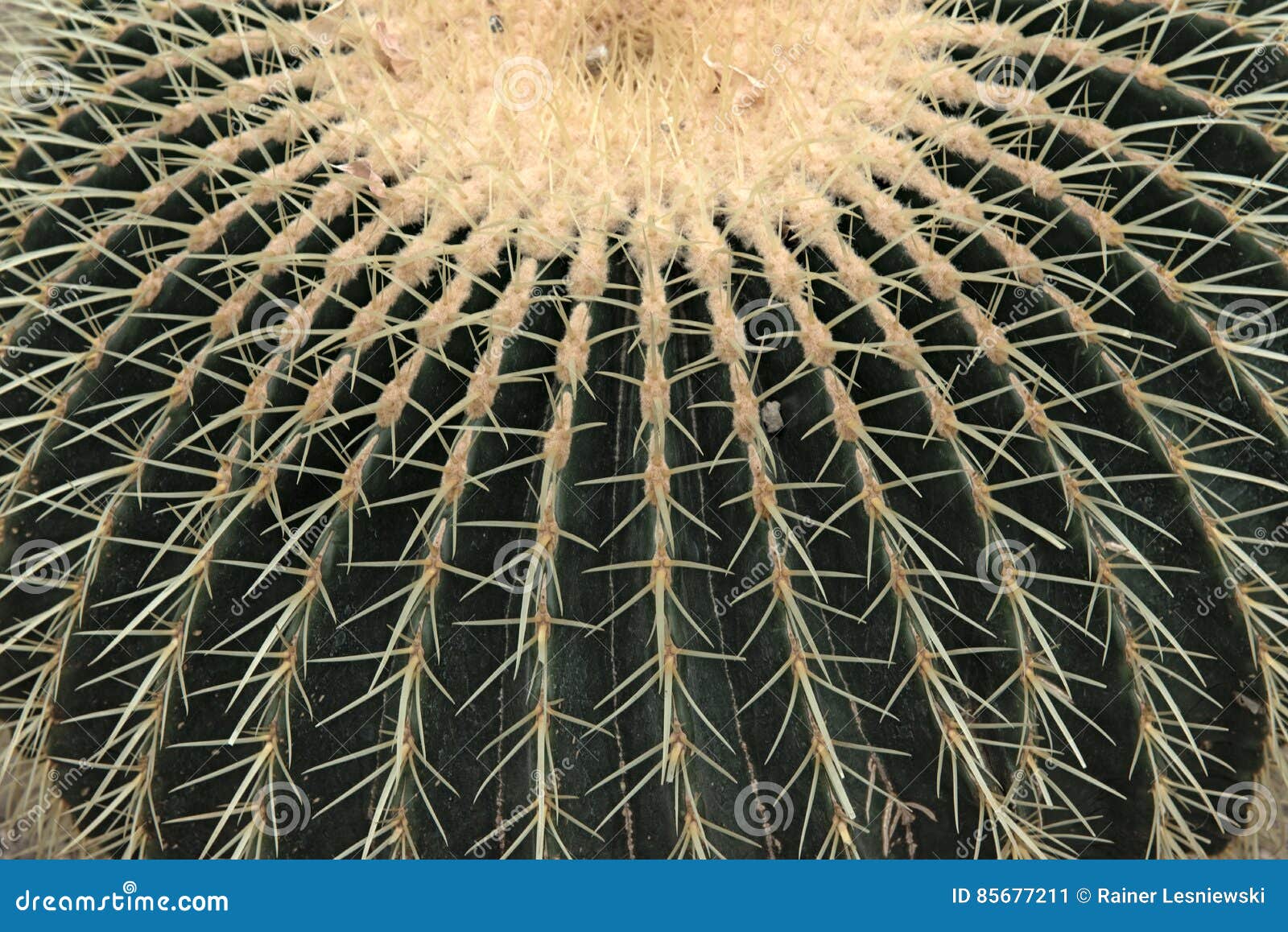 closeup of echinocactus grusonii cactus, cactacea