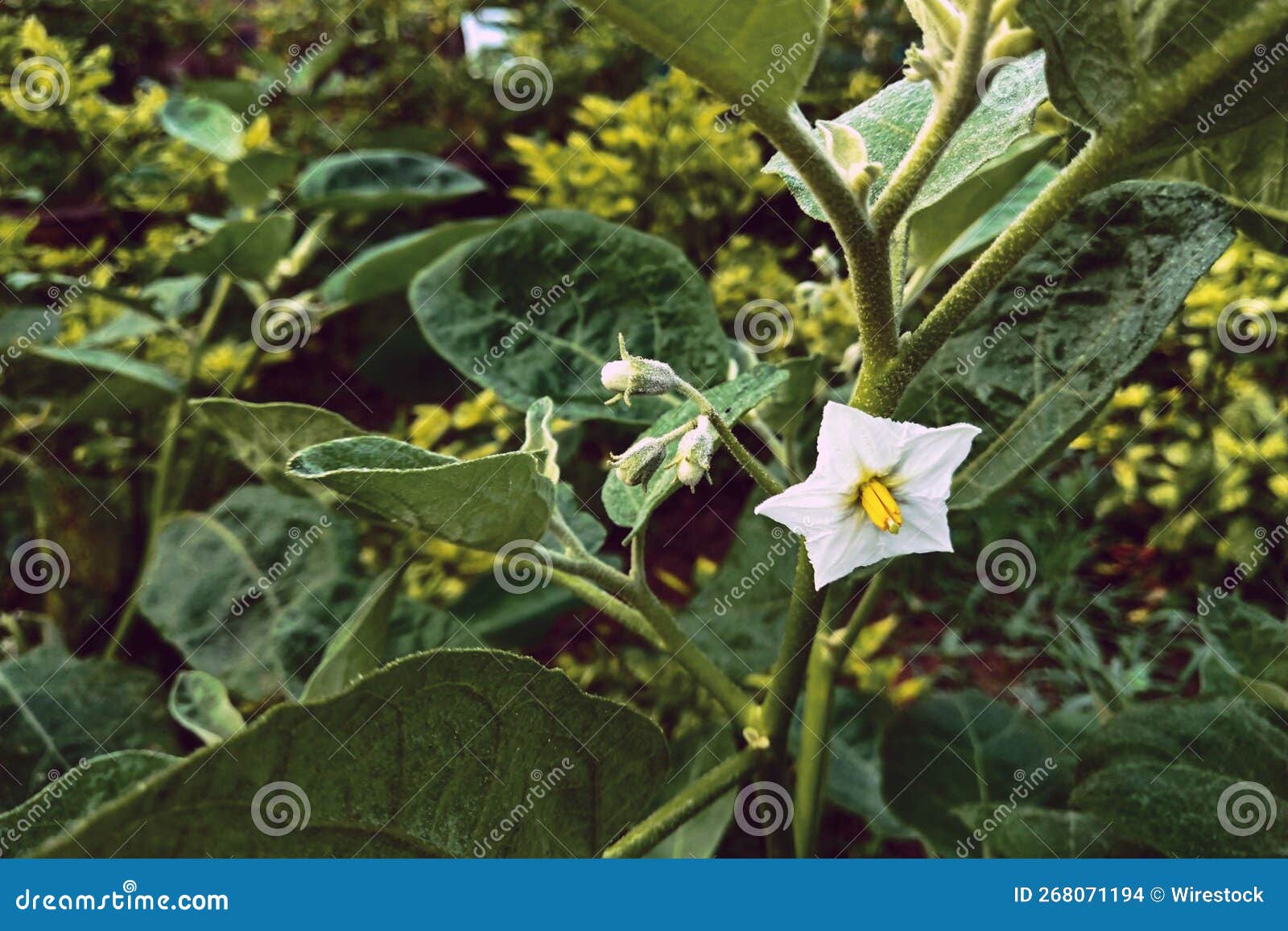Closeup of Eggplant Flowers that are Growing in the Garden Stock Photo