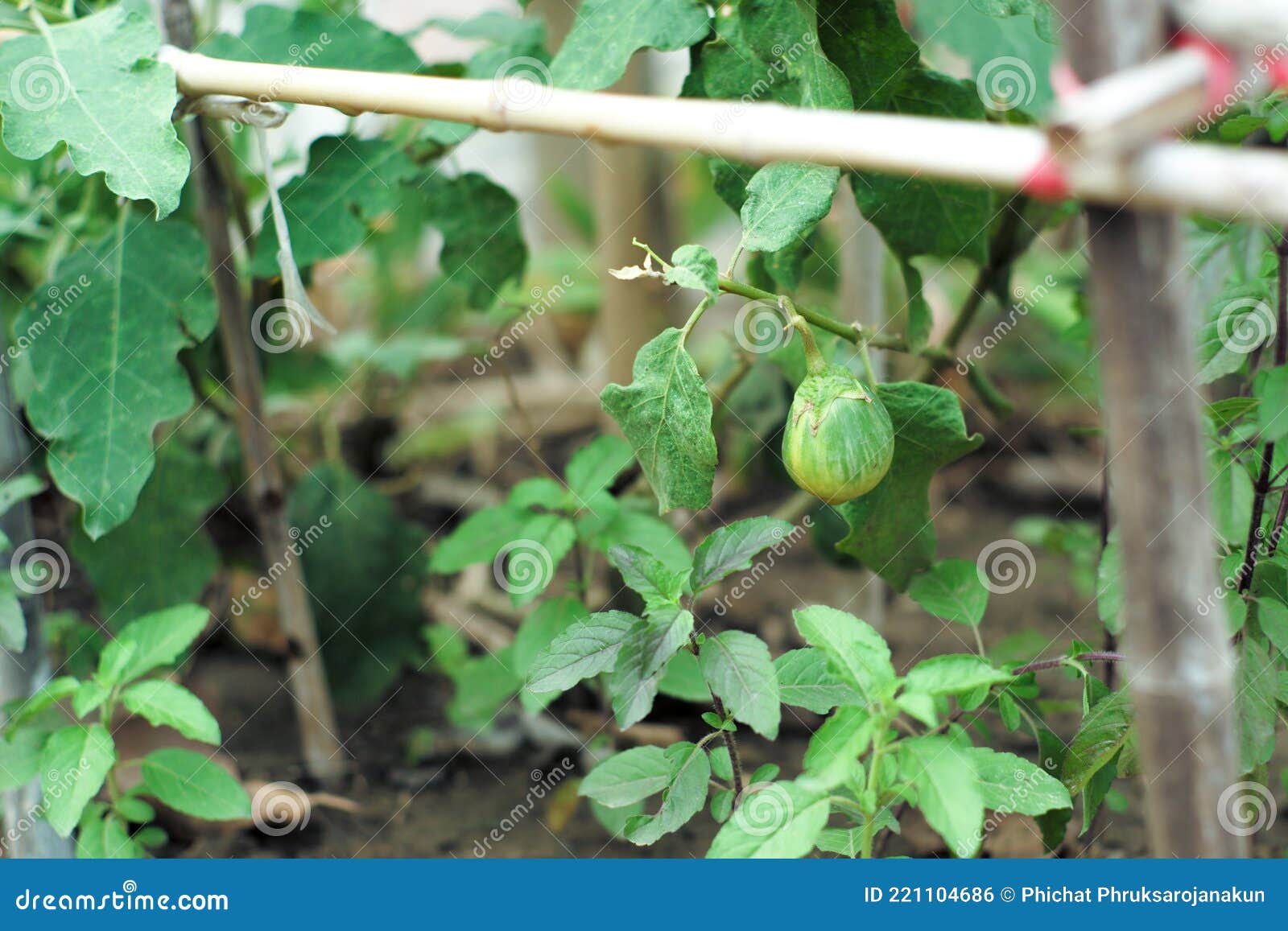 Closeup Eggplant Hanging from the Branch in the Vegetable Garden at the
