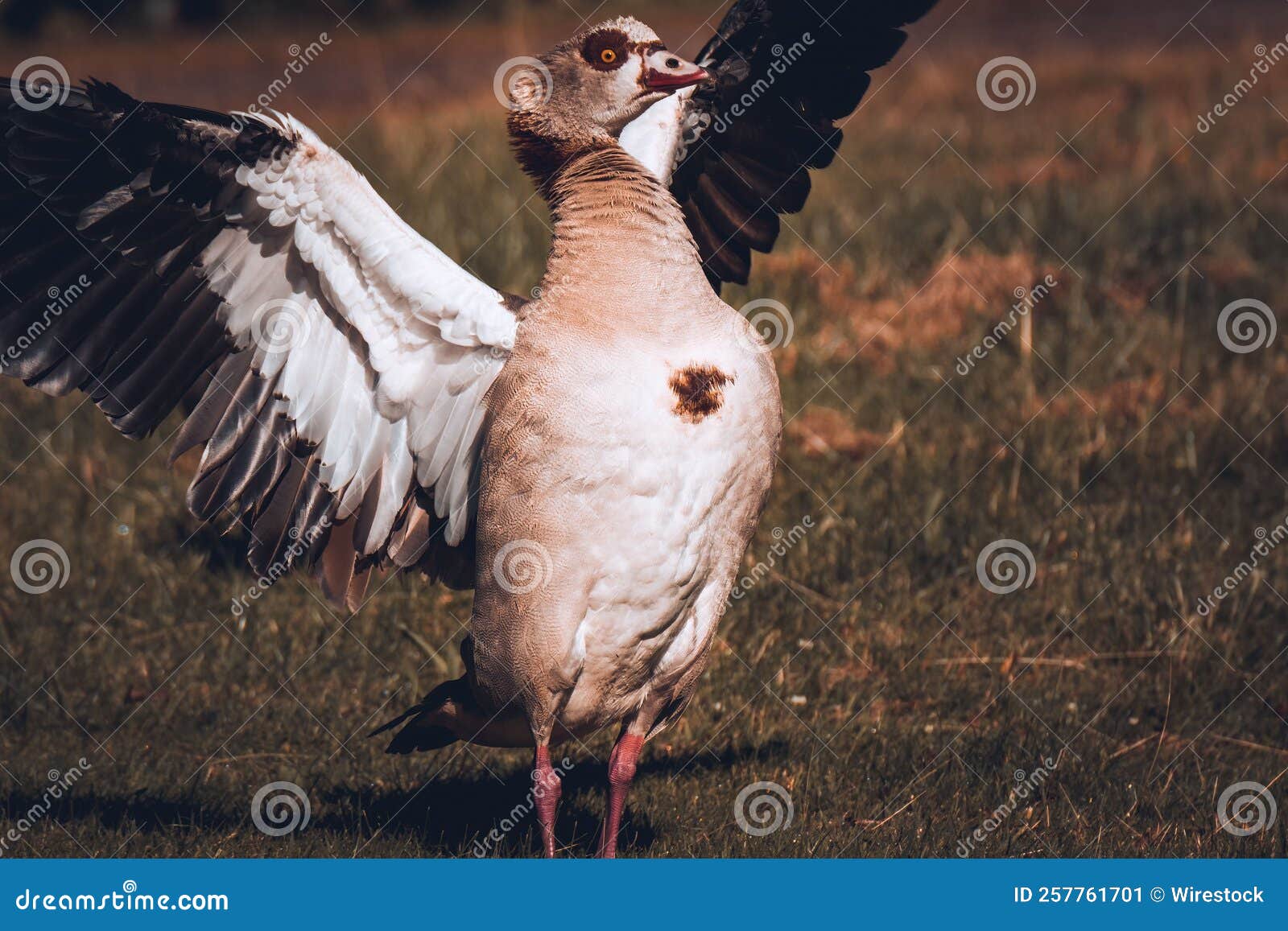 closeup of egyptian goose, nilgans with its wings wide open