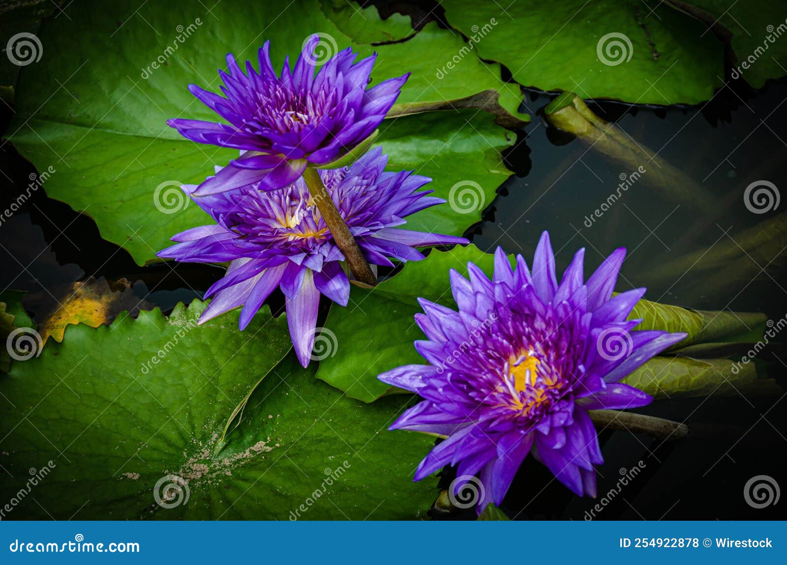 Closeup of Egyptian Lotus Growing in a Pond Stock Photo Image of