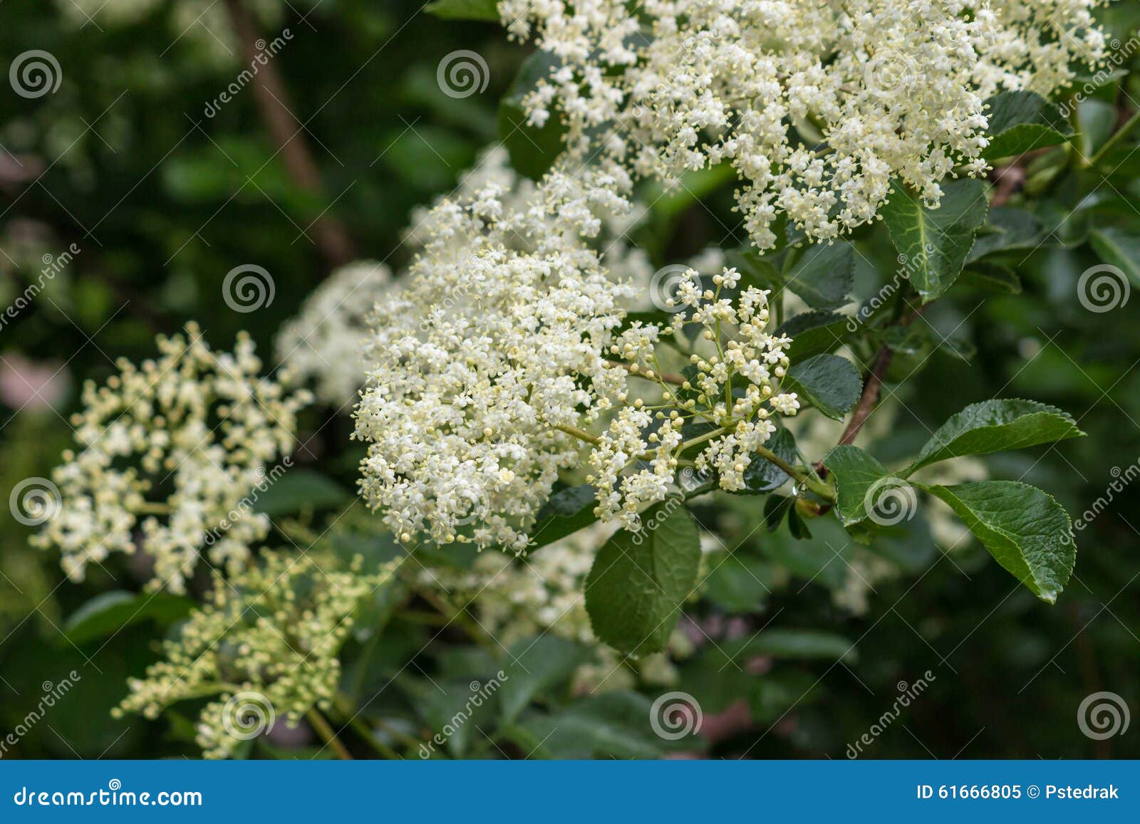 Closeup of Elderberry Flowers Stock Image Image of fragrant, cordial