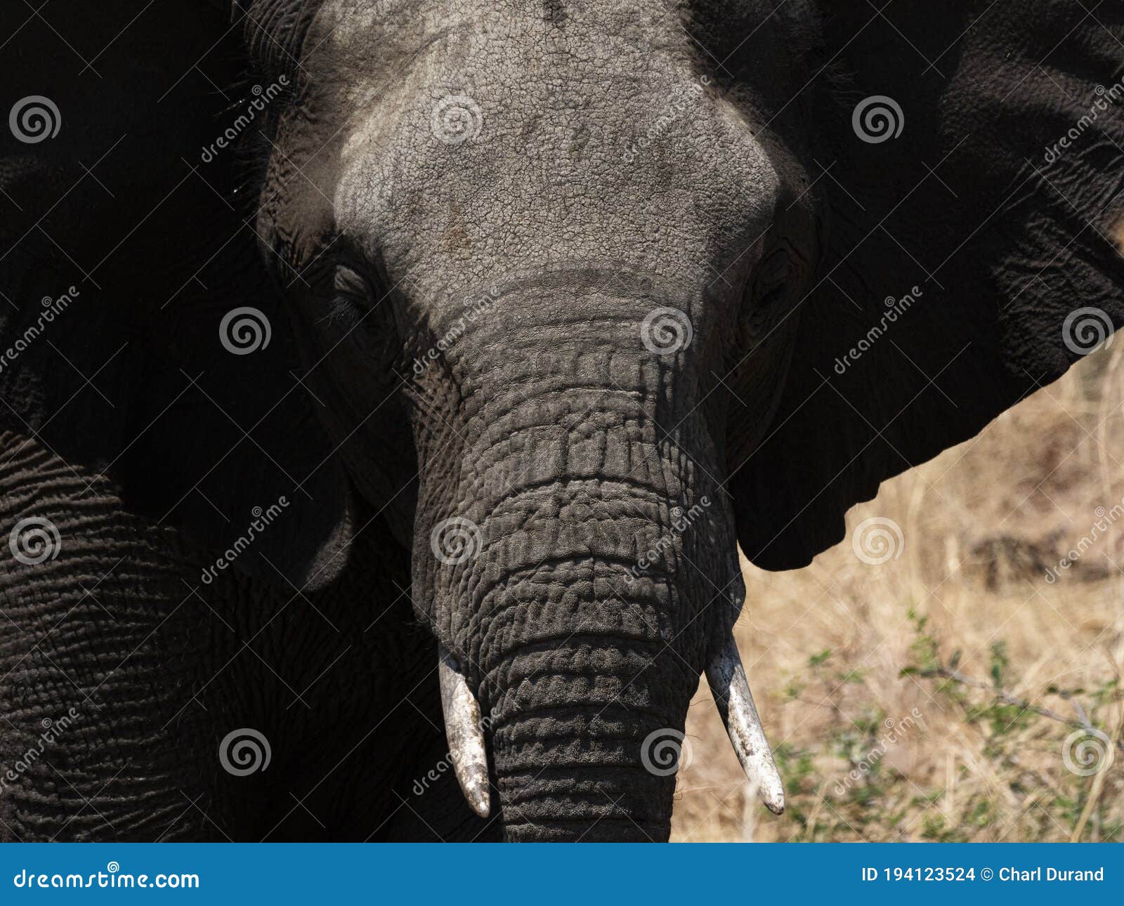 elephant high contrast