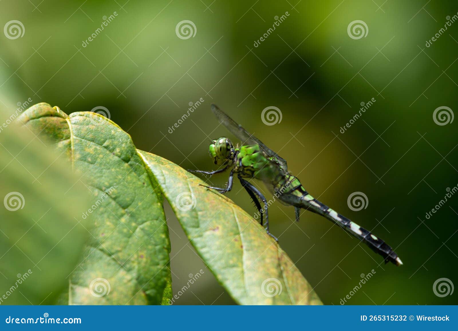 closeup of a erythemis simplicicollis on a green leaf