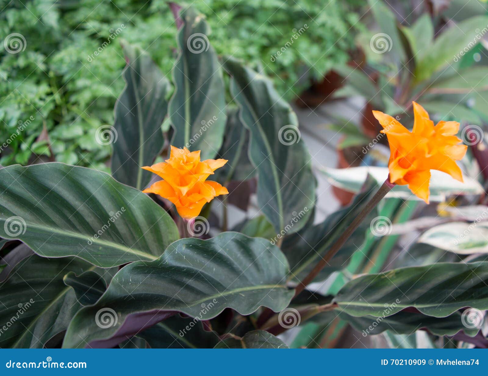 Closeup of Eternal Flame Flower Stock Image Image of indoor, spring