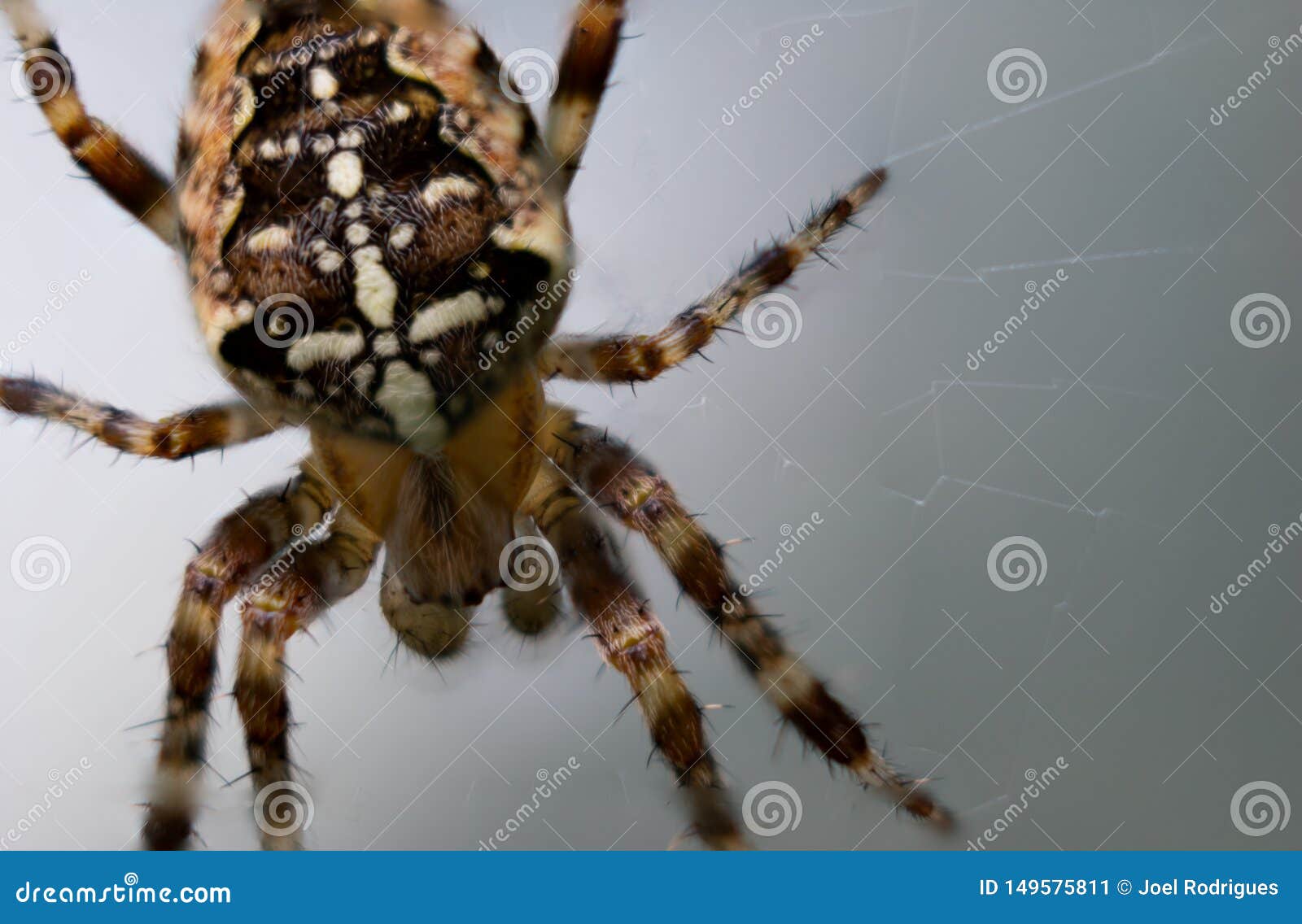 Closeup Of European Garden Spider Against White Grey Background