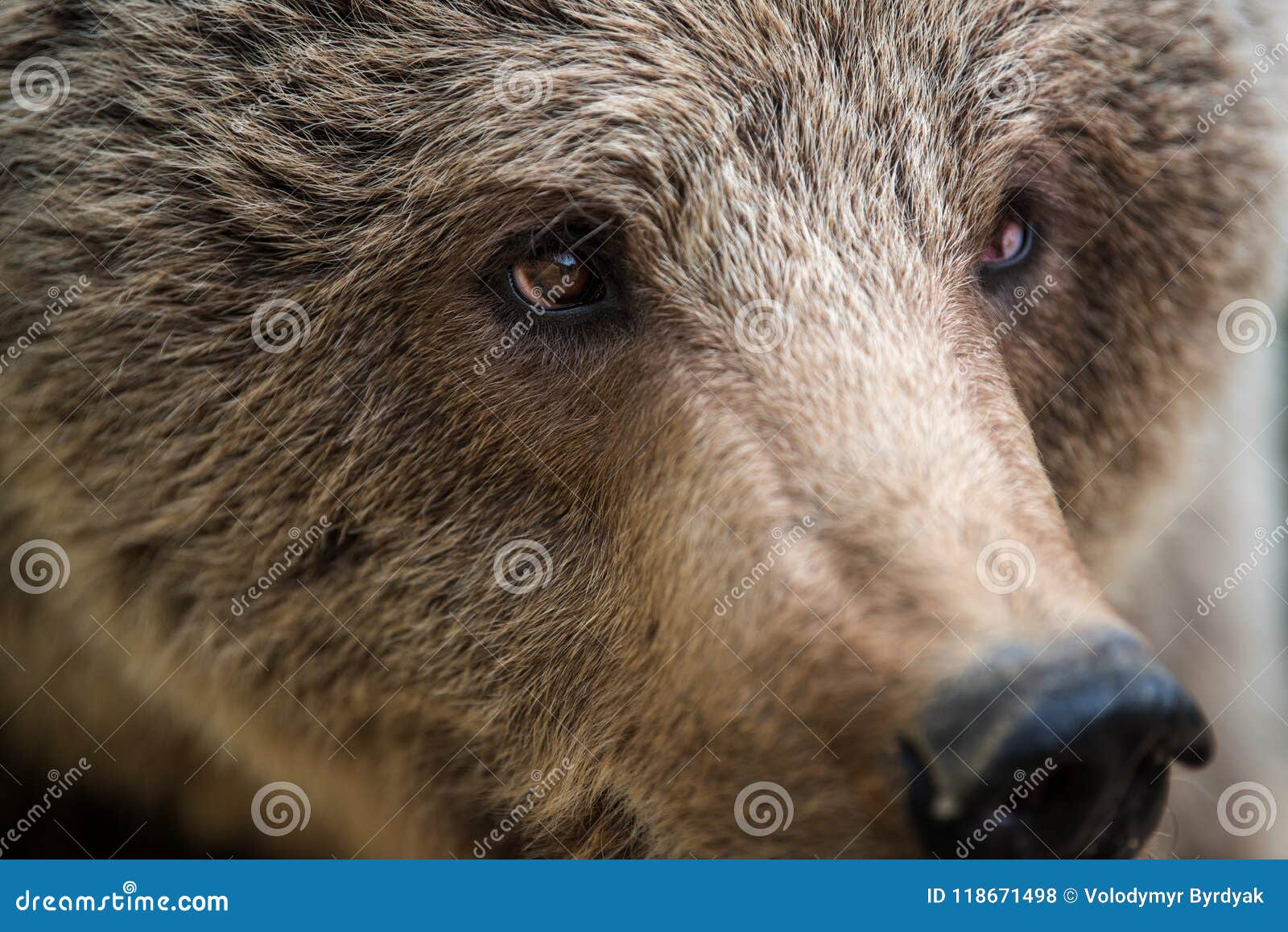 Closeup of the Eye of a Bear Stock Photo Image of face, captive