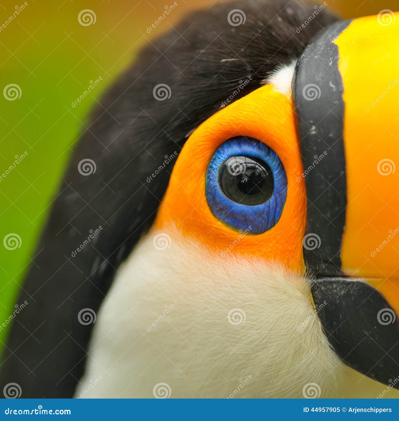 Closeup of Eye of Toucan Bird Stock Image - Image of orange, ramphastos: 44957905