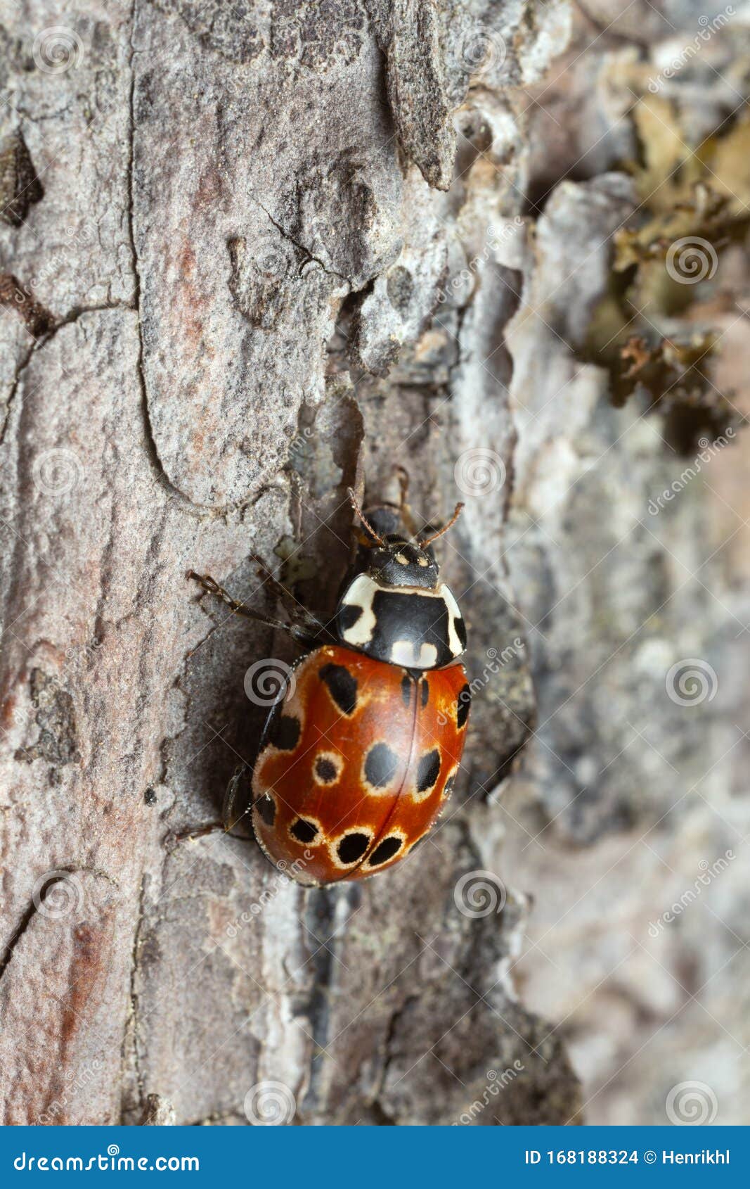 eyed ladybug, anatis ocellata on pine bark